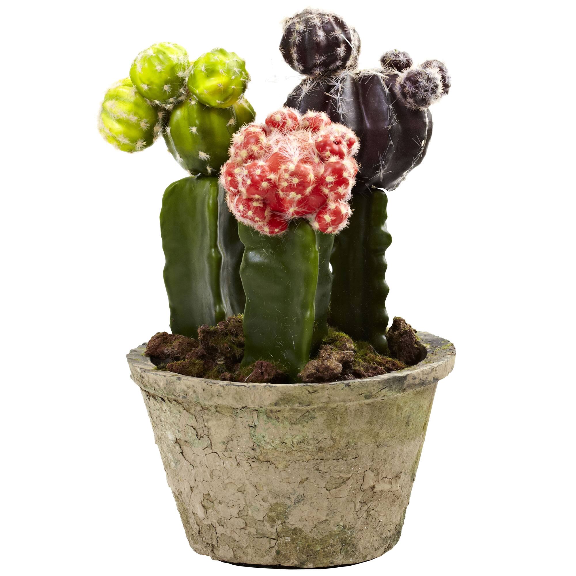 Colorful Cactus Gardens Set