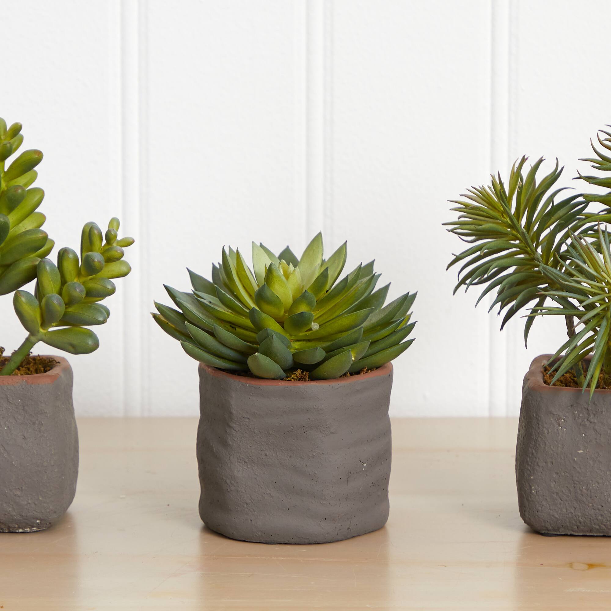 8" Succulent Trio in Gray Planter