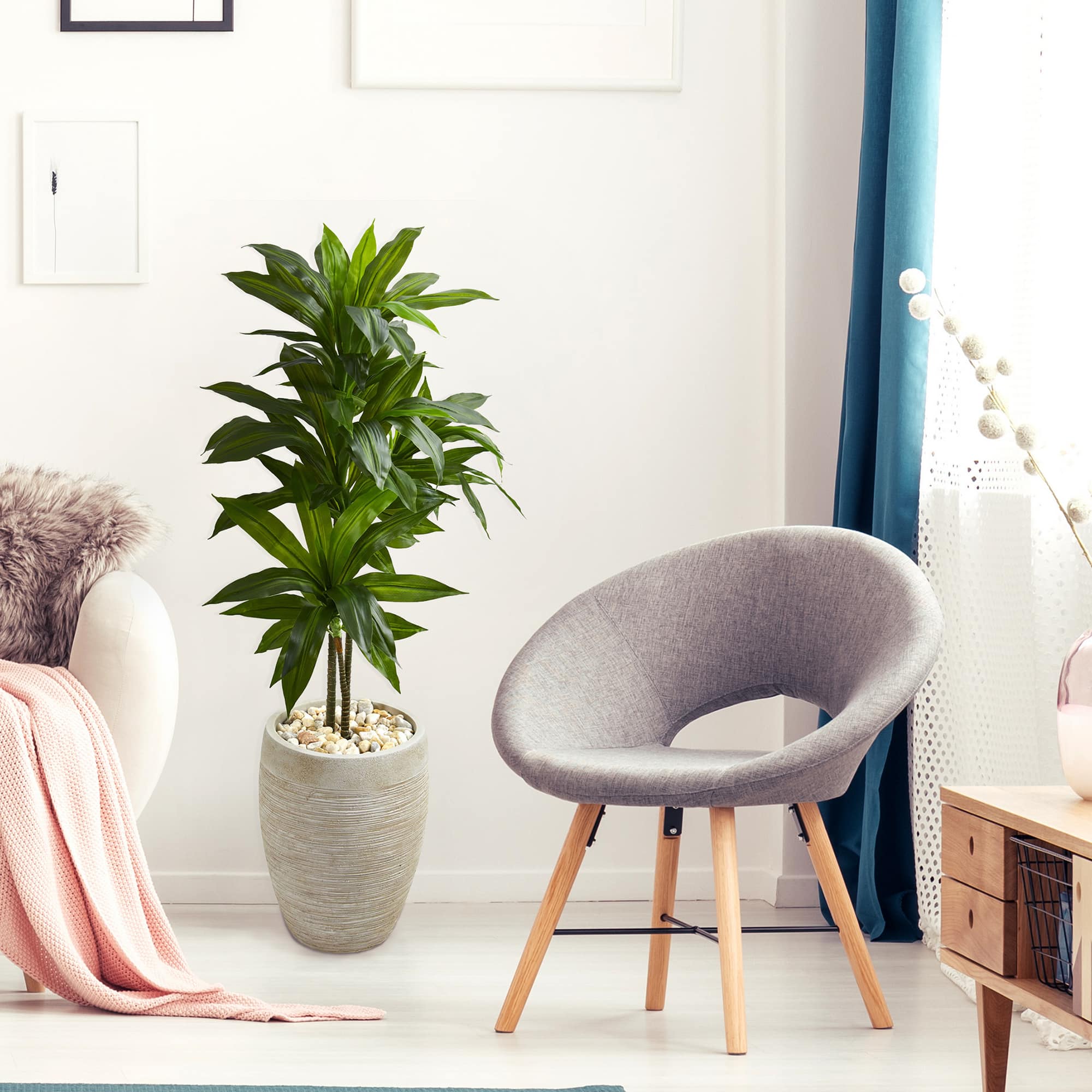 4ft. Dracaena Plant in Sand Colored Planter