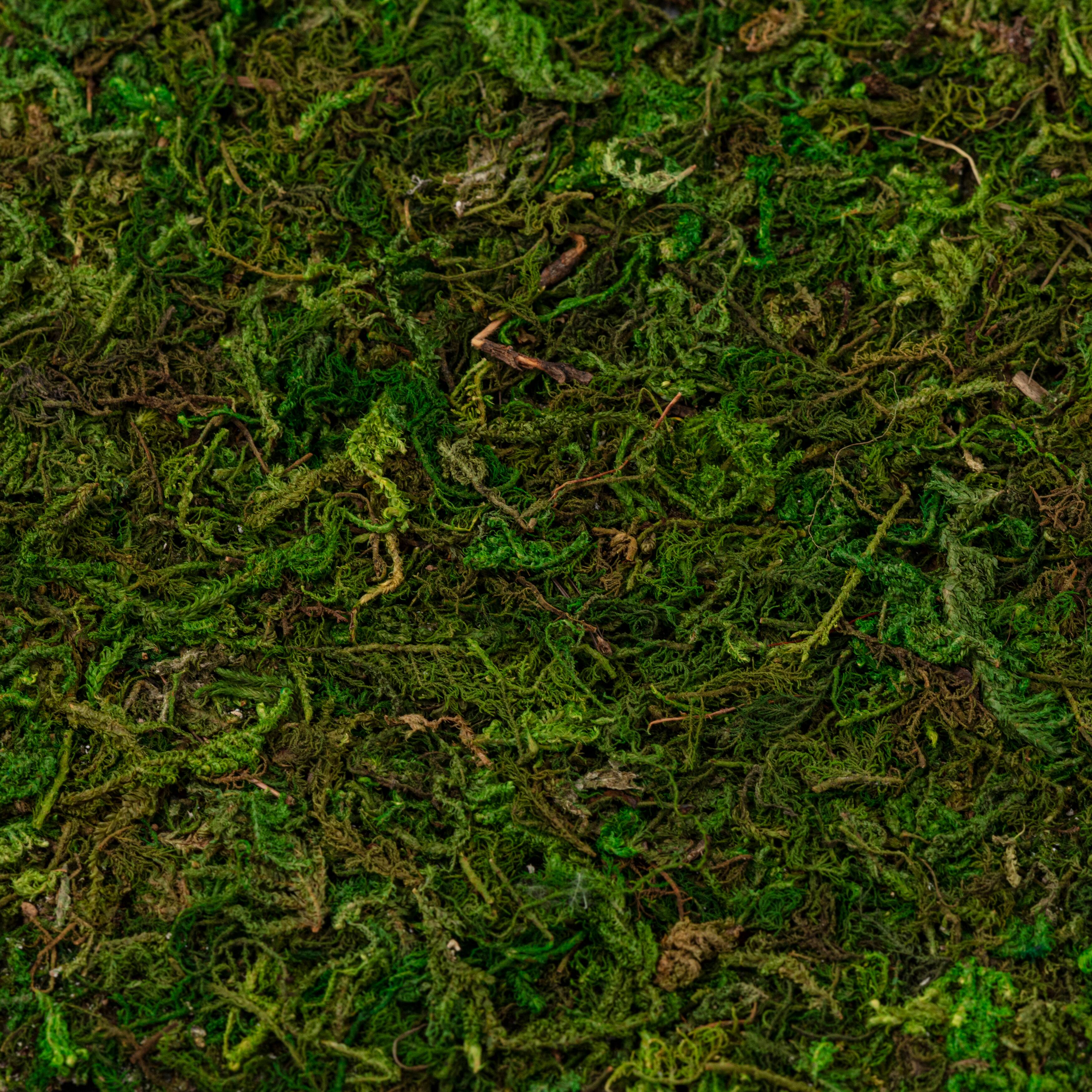 12 Pack: Moss Mat by Ashland&#xAE;