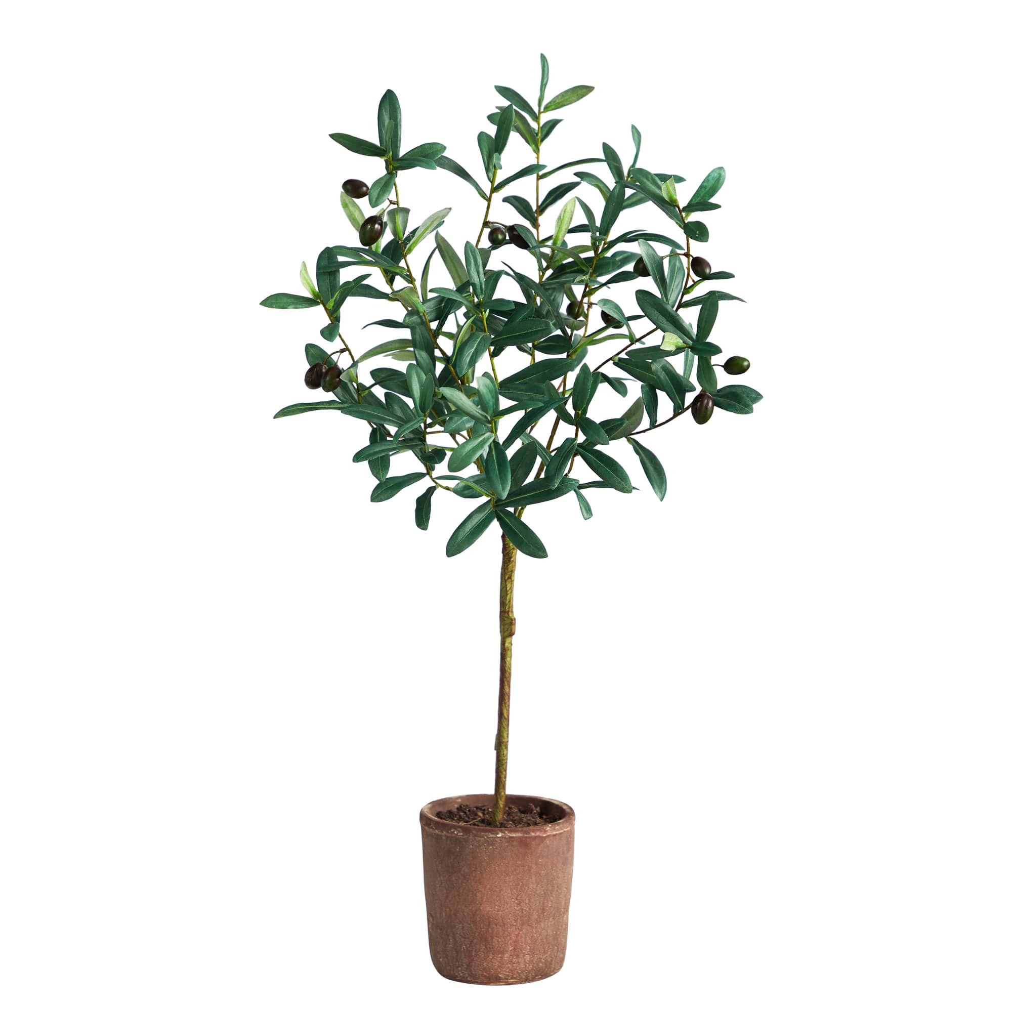 2.5ft. Olive Tree in Brown Planter