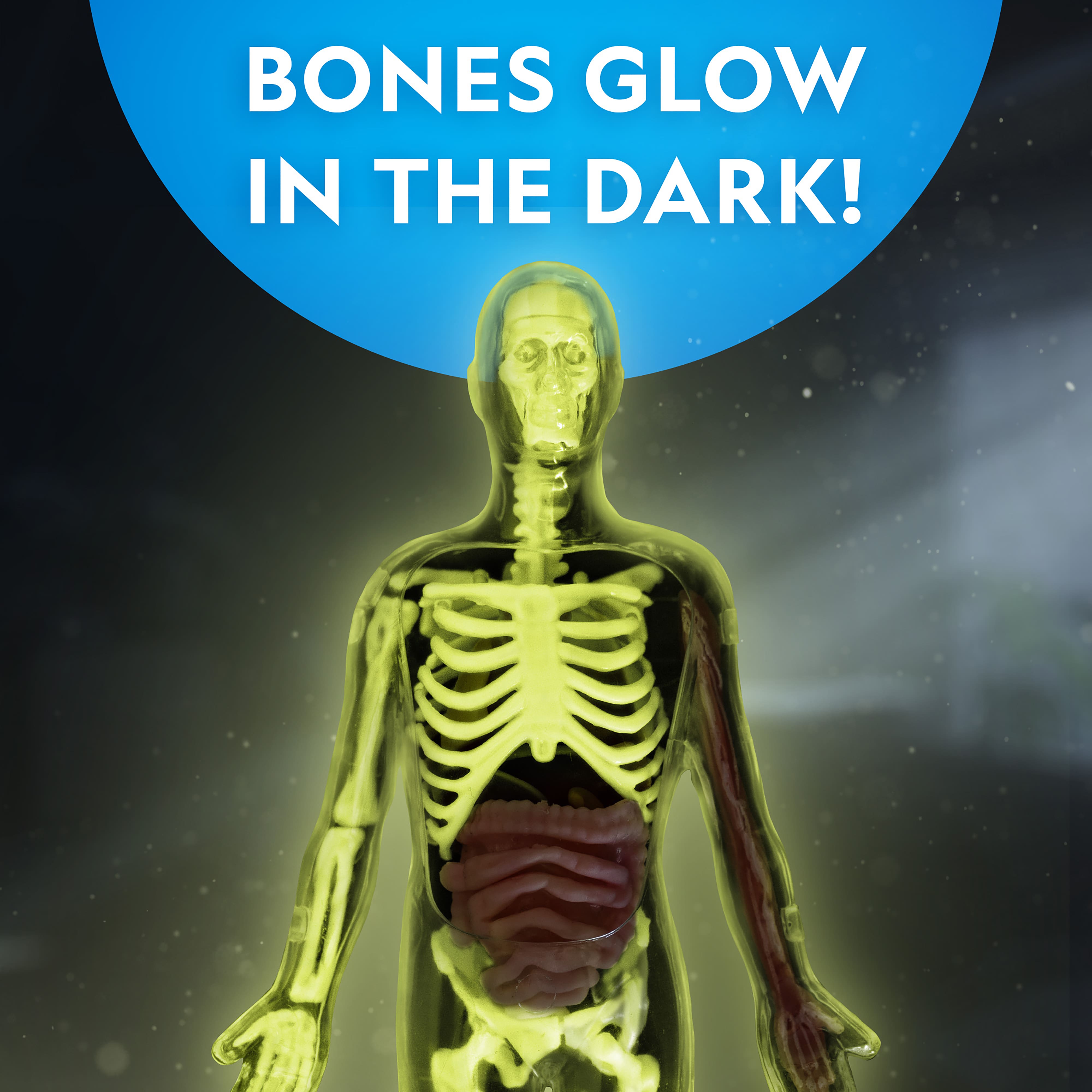 National Geographic&#x2122; Glow-in-the-Dark Human Body