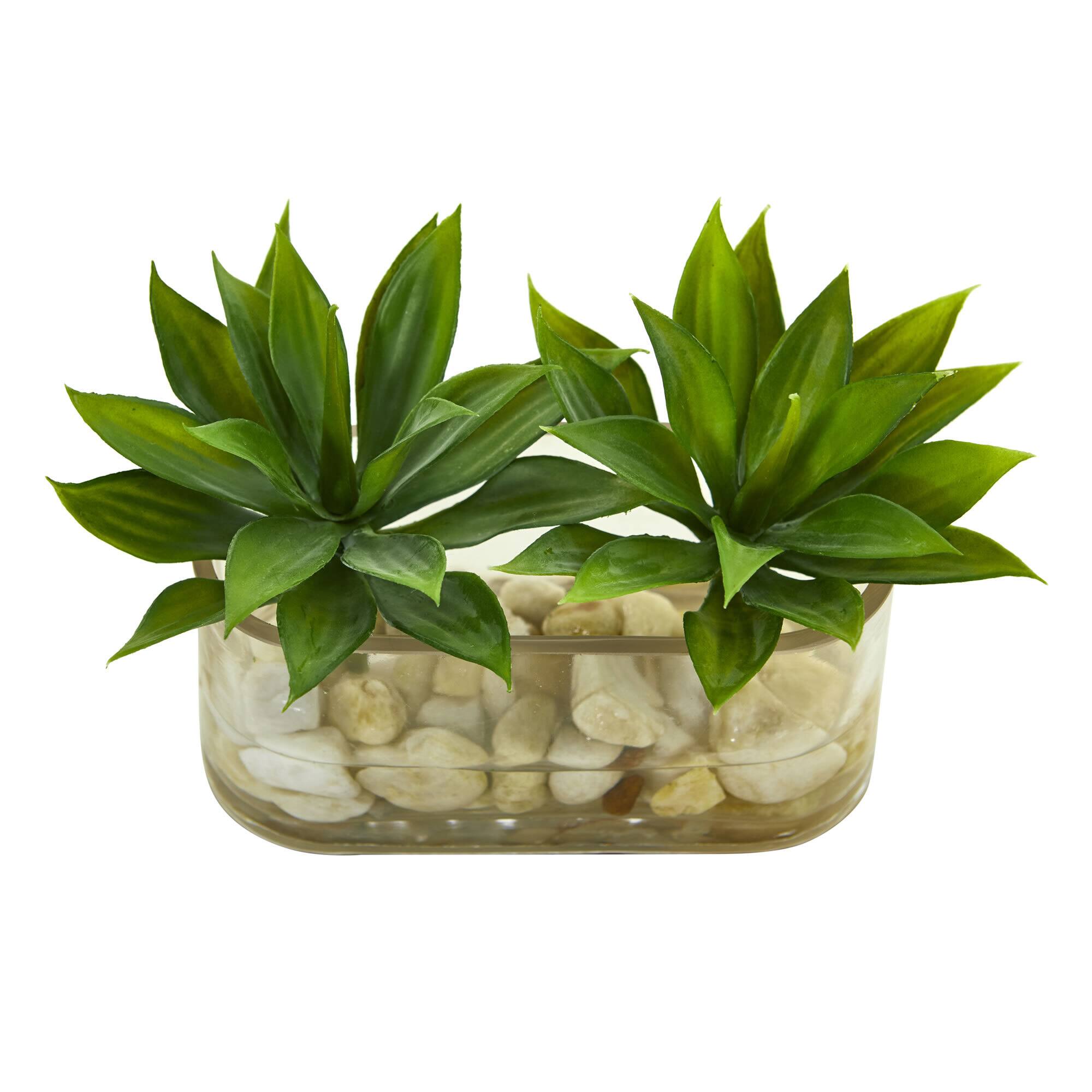 6.5" Mini Agave Succulent Arrangement in Glass Vase