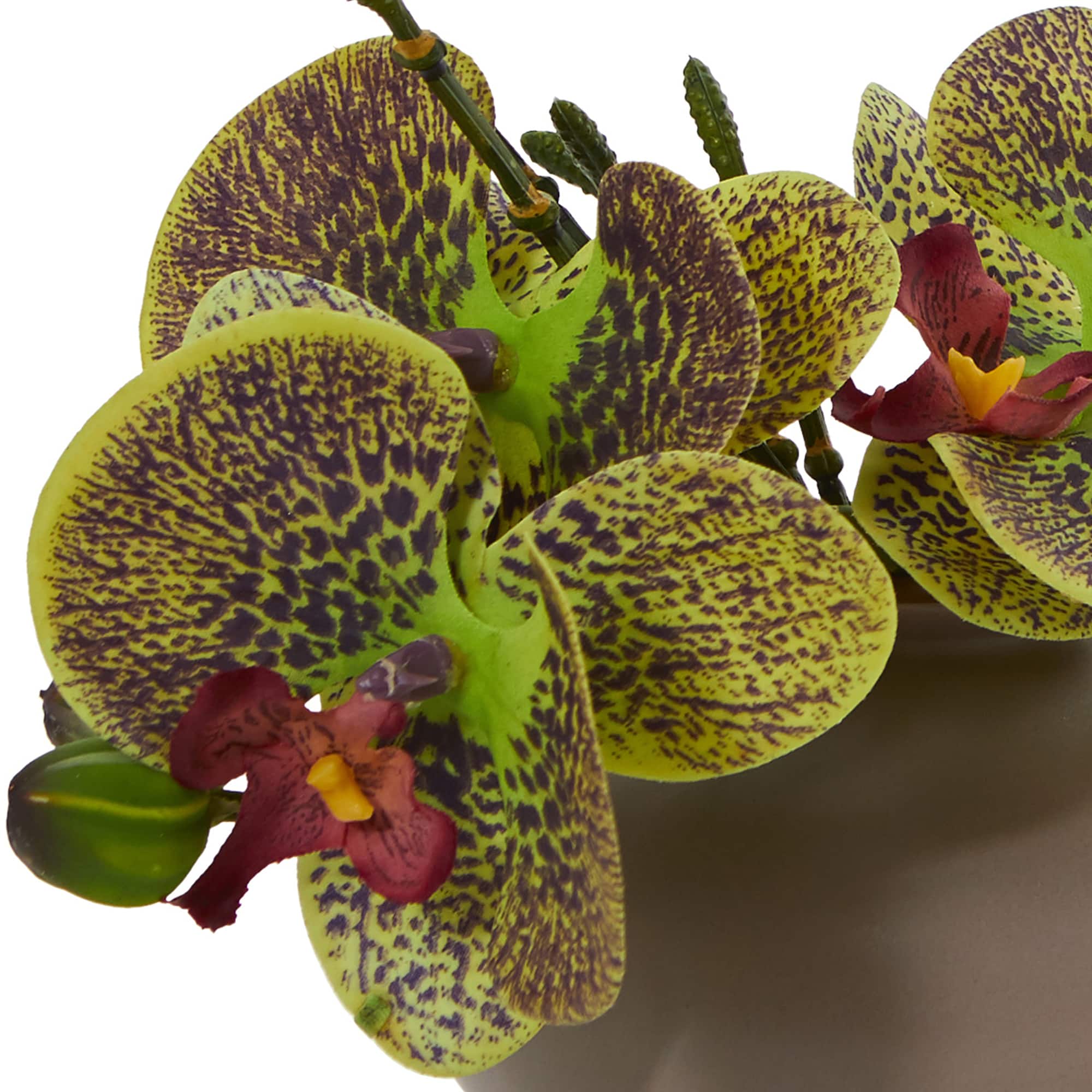 7" Assorted Moth Orchid Arrangement, 3ct.