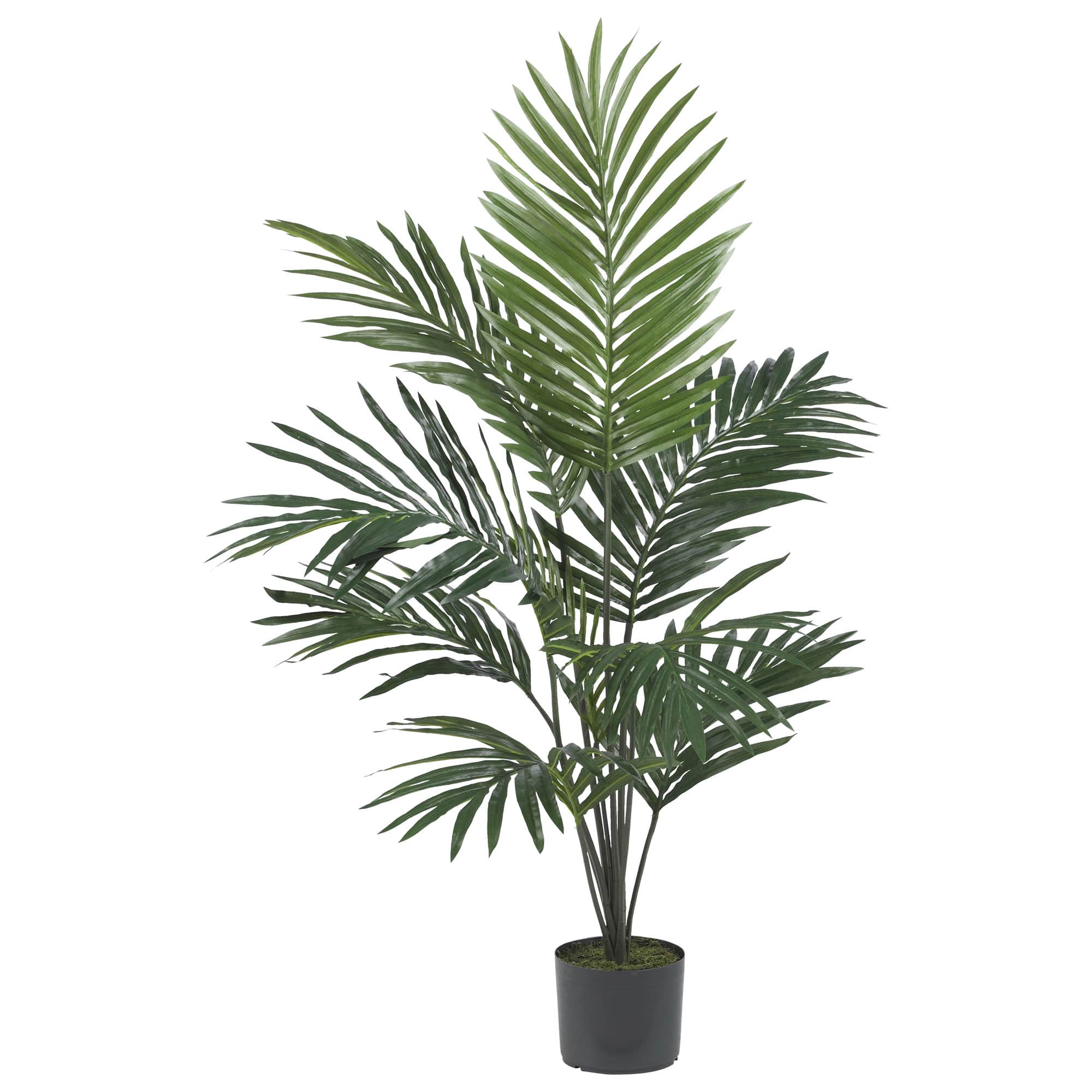 5ft. Potted Kentia Palm Tree