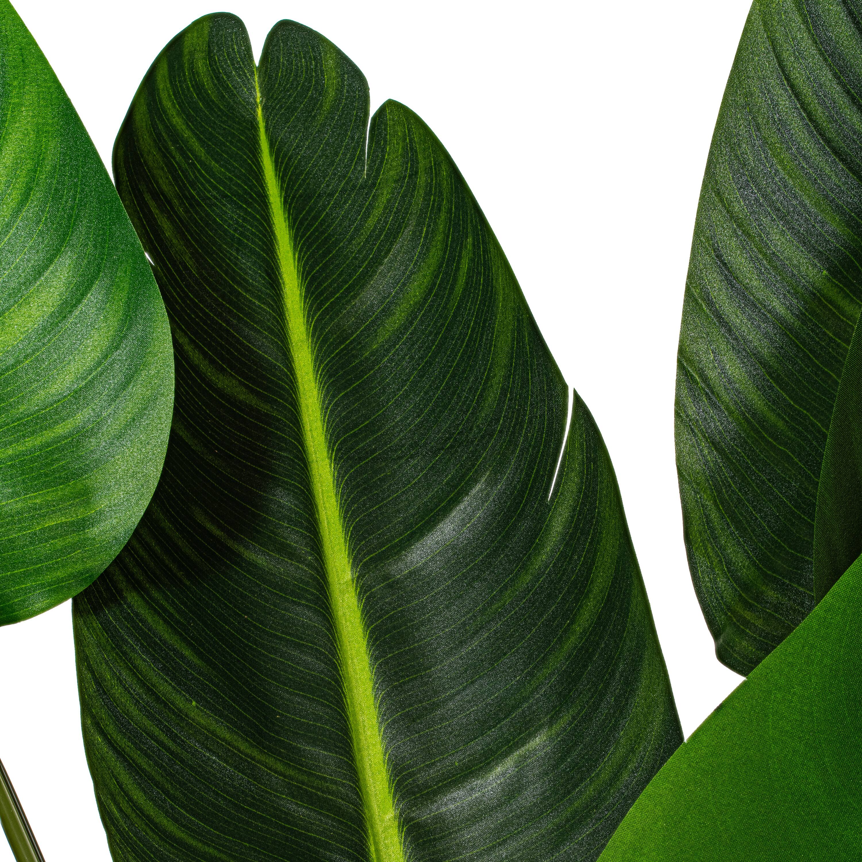 4ft. Potted Travellers Palm Tree