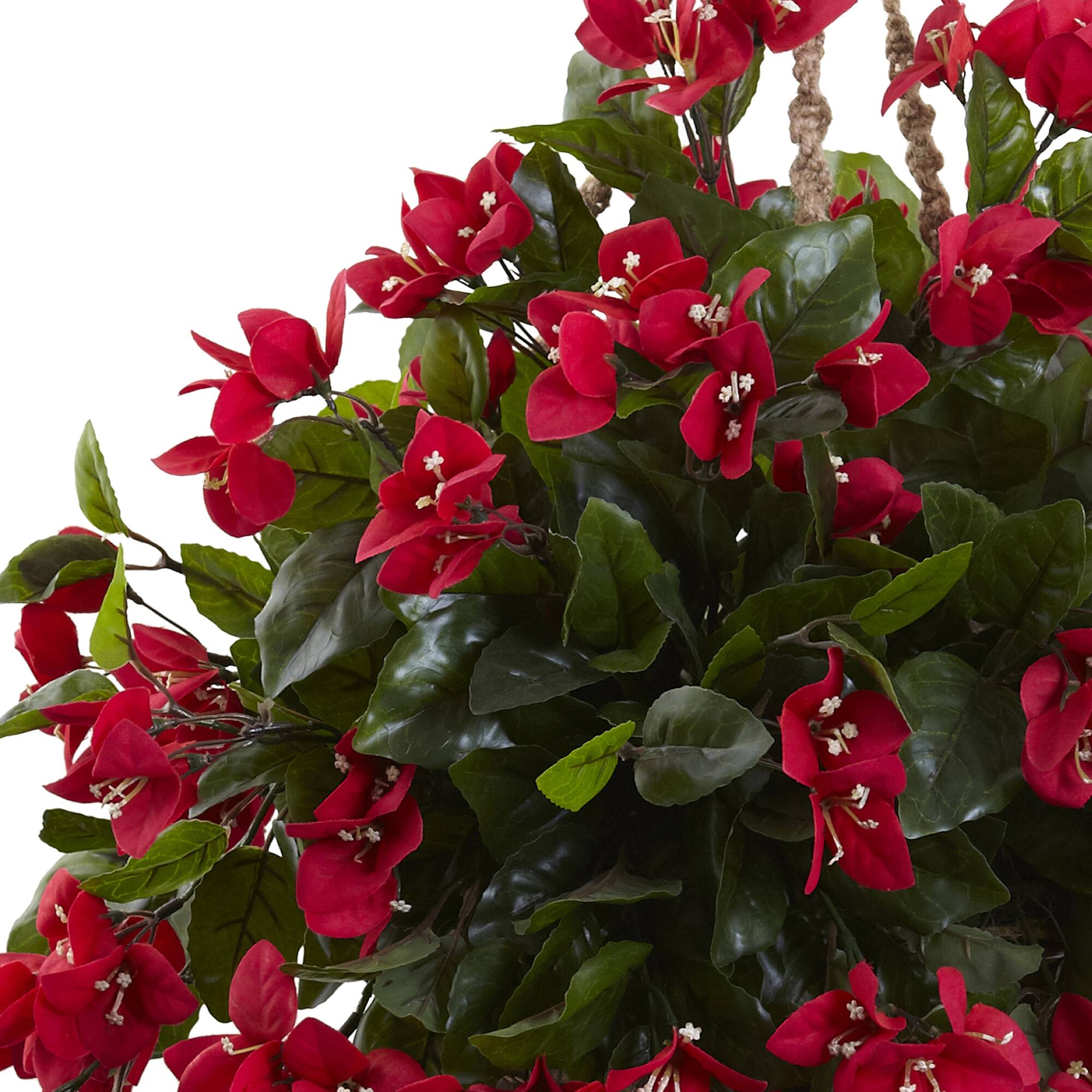 2.5ft. Bougainvillea Hanging Basket