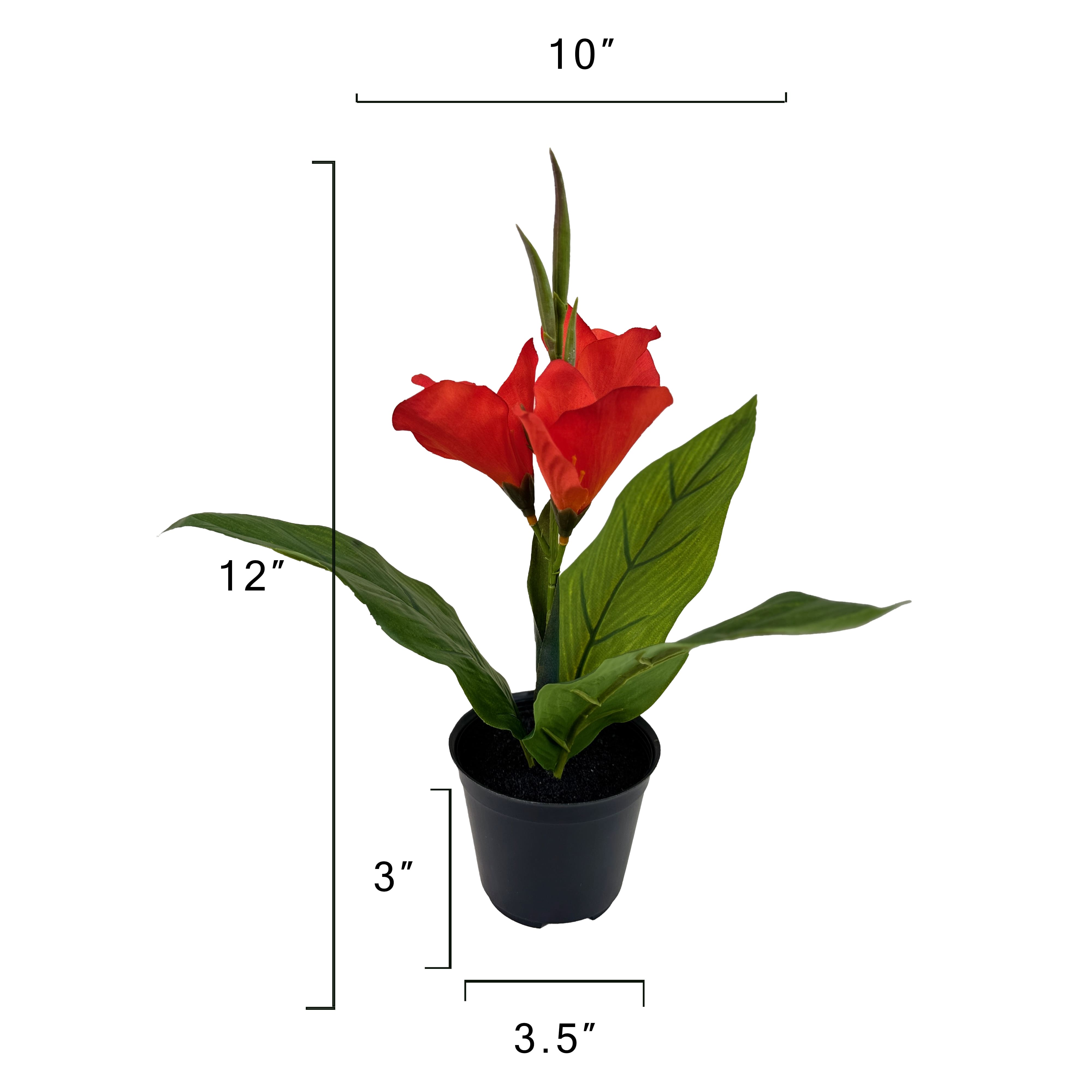 15.5&#x22; Potted Canna Lily Plant by Ashland&#xAE;