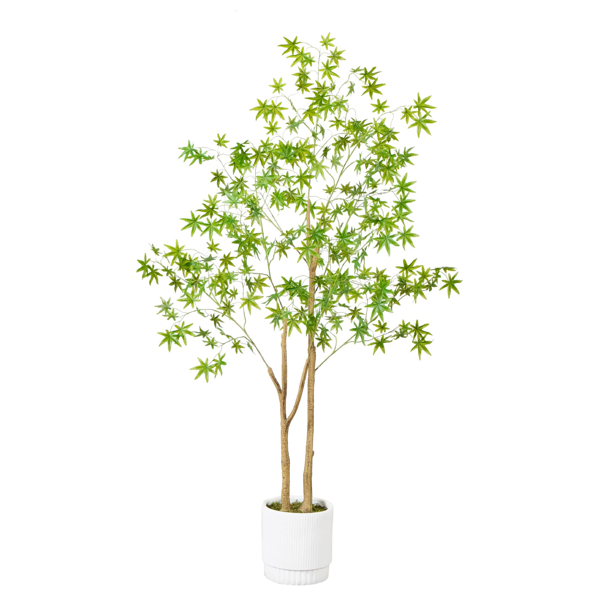 6ft. Maple Tree with White Planter