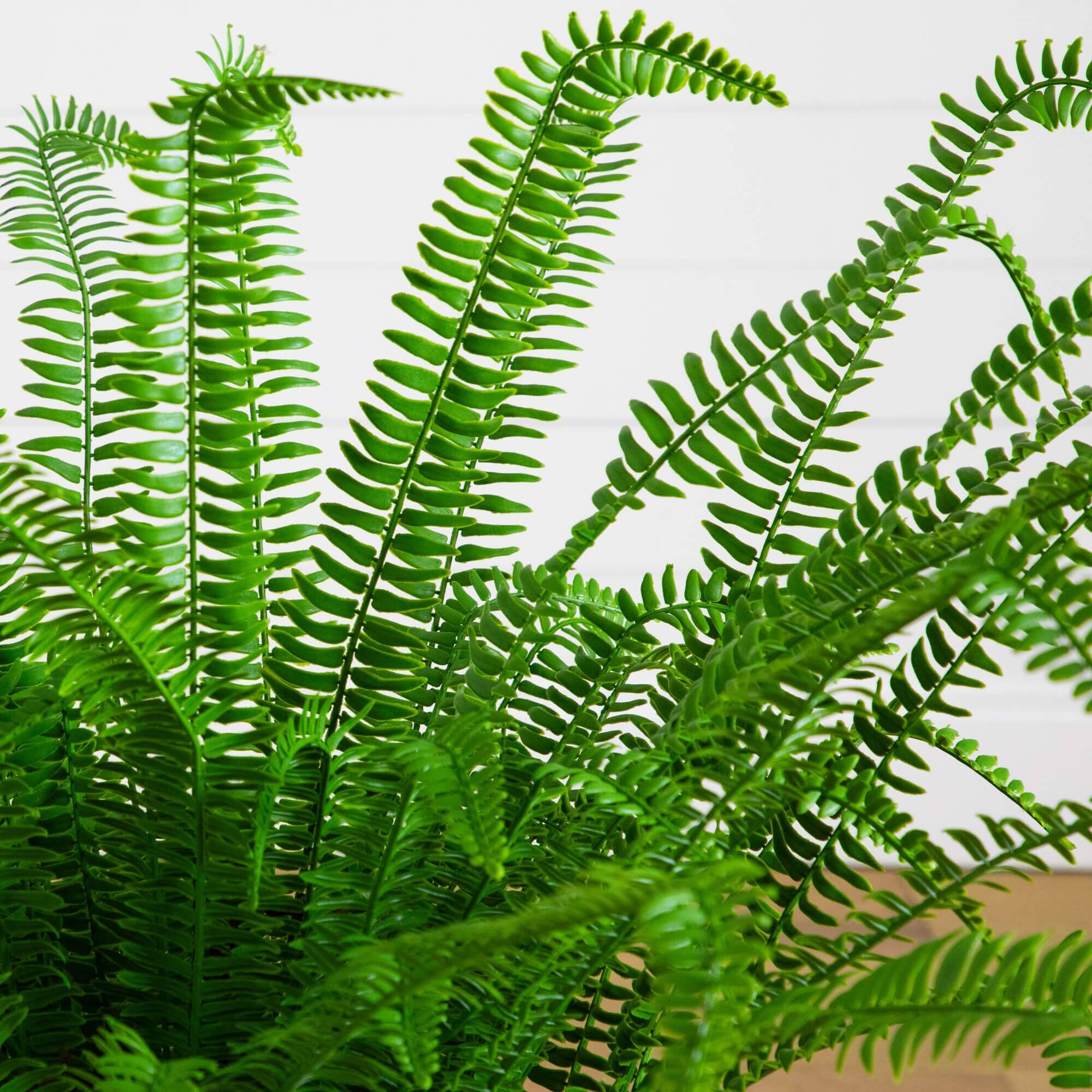 3ft. UV Resistant Artificial Boston Fern Plant with Real Touch Leaves (Indoor/Outdoor)