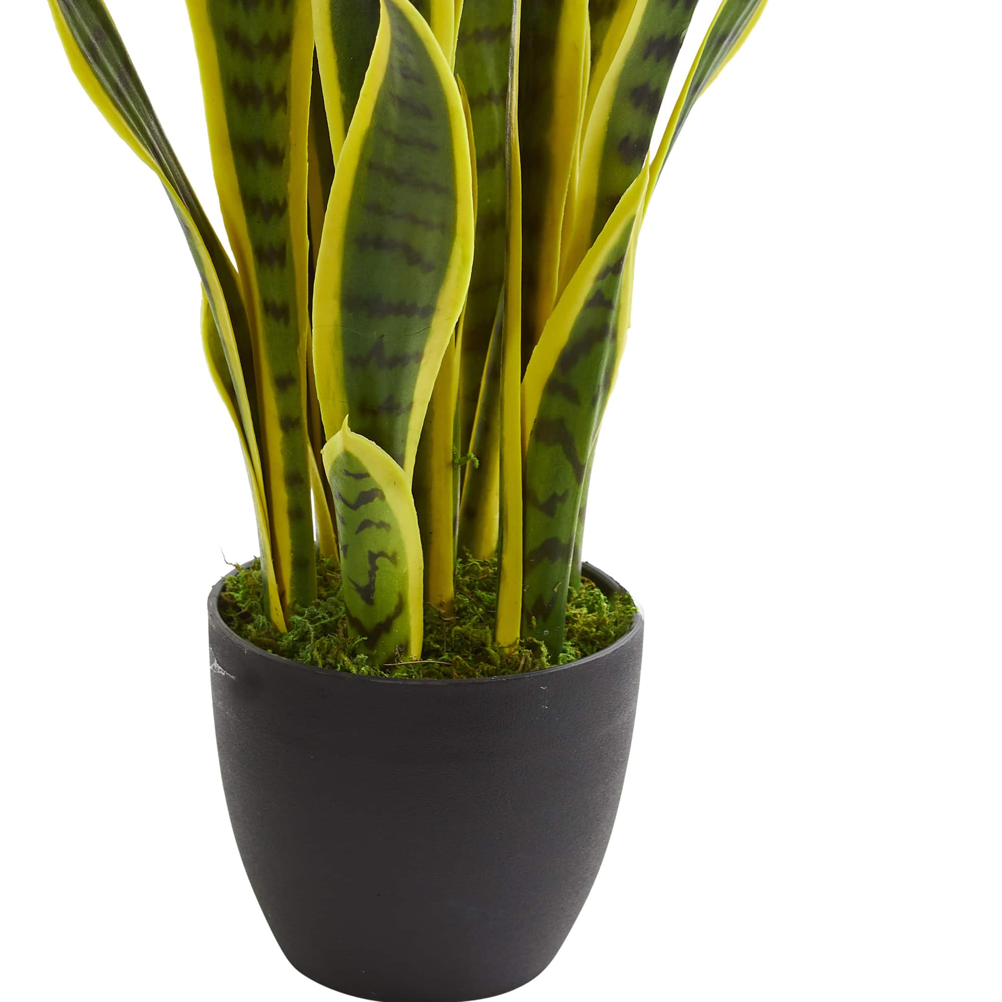 26in. Potted Sansevieria Plant