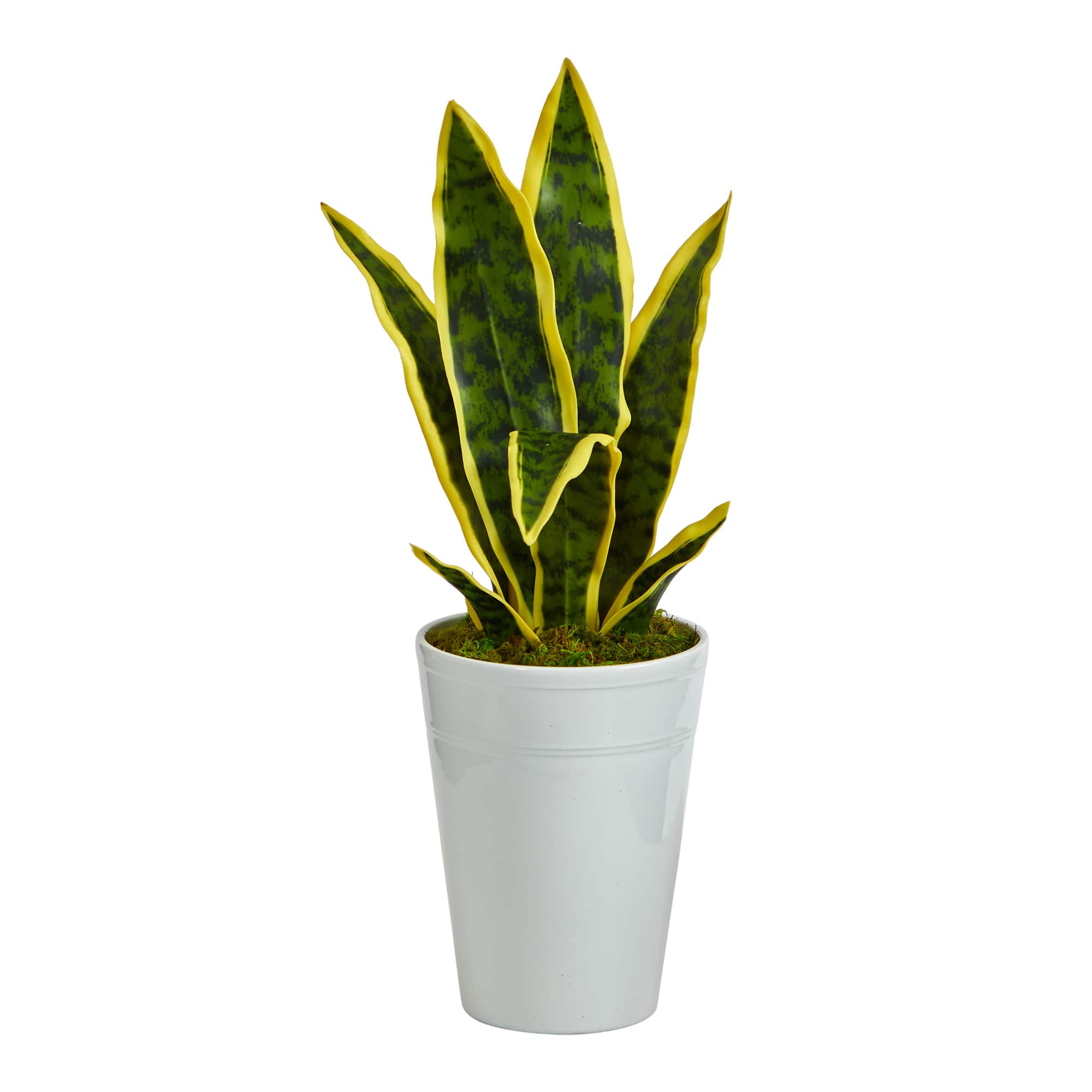 18" Snake Plant in Decorative White Planter Michaels