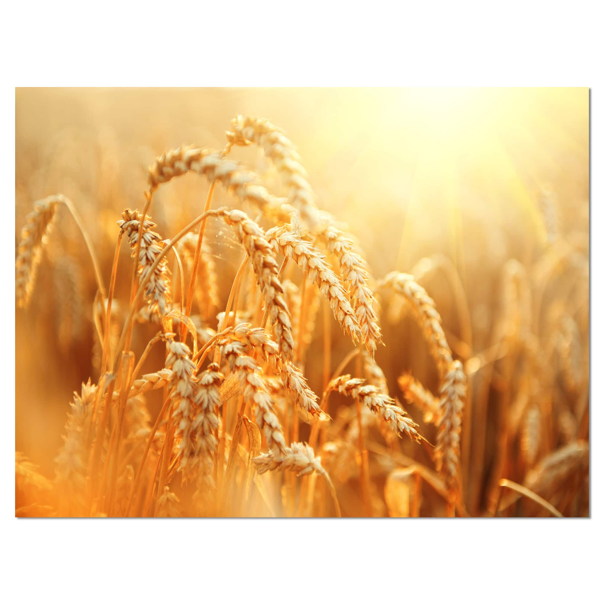 Designart - Ears of Golden Wheat Close up - Large Landscape Canvas Art