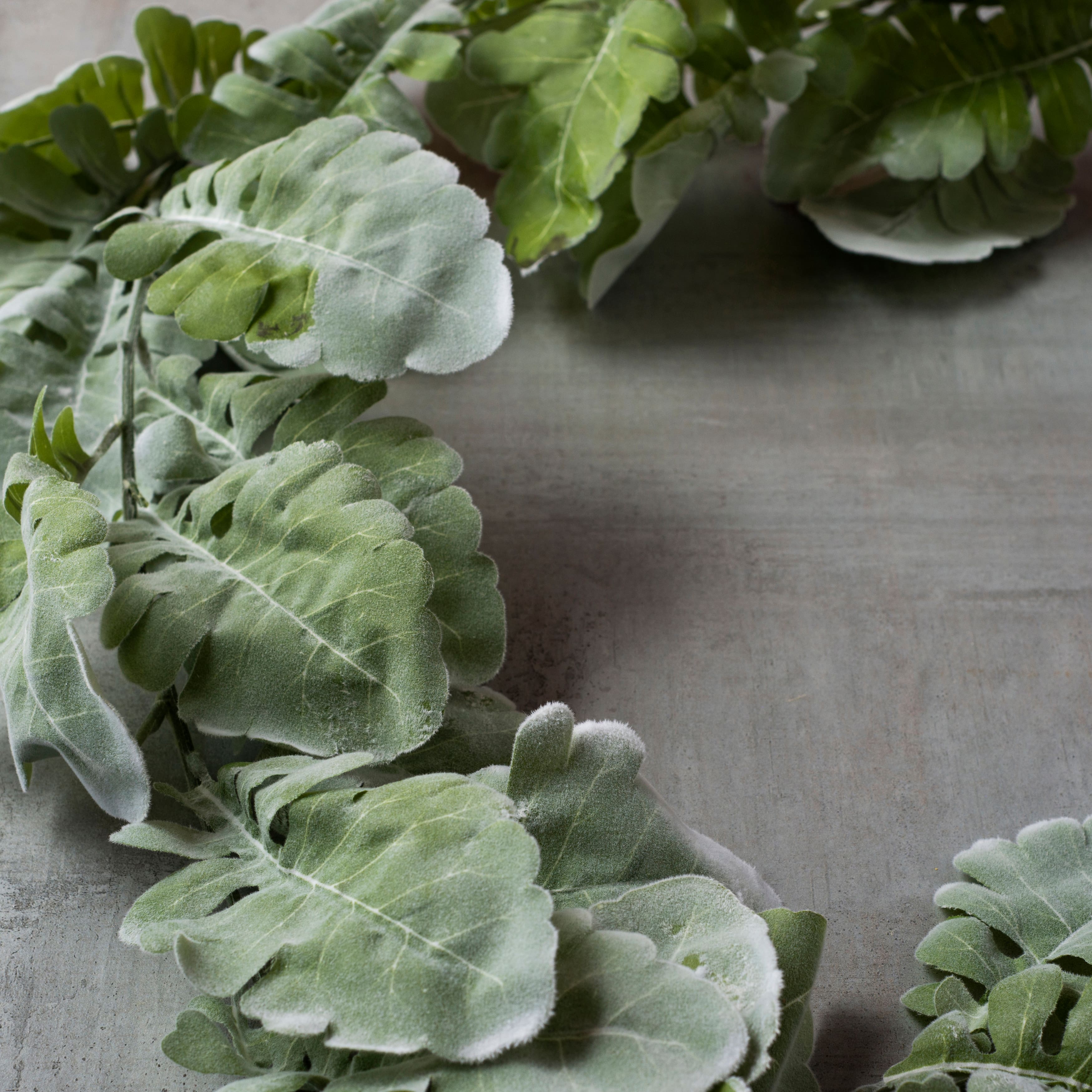 6ft. Flocked Dusty Miller Garland by Ashland&#xAE;