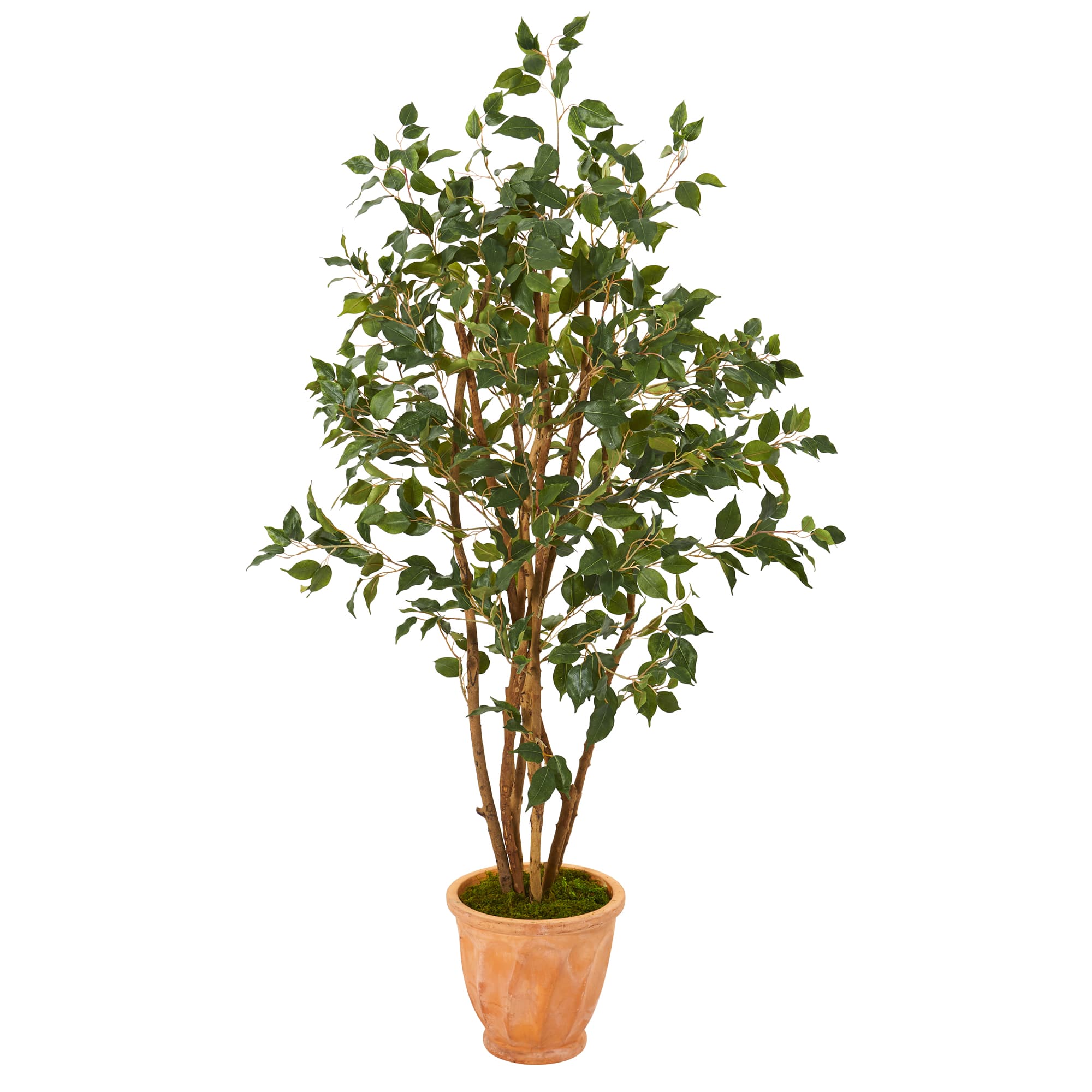 4.5ft. Ficus Tree in Terracotta Planter