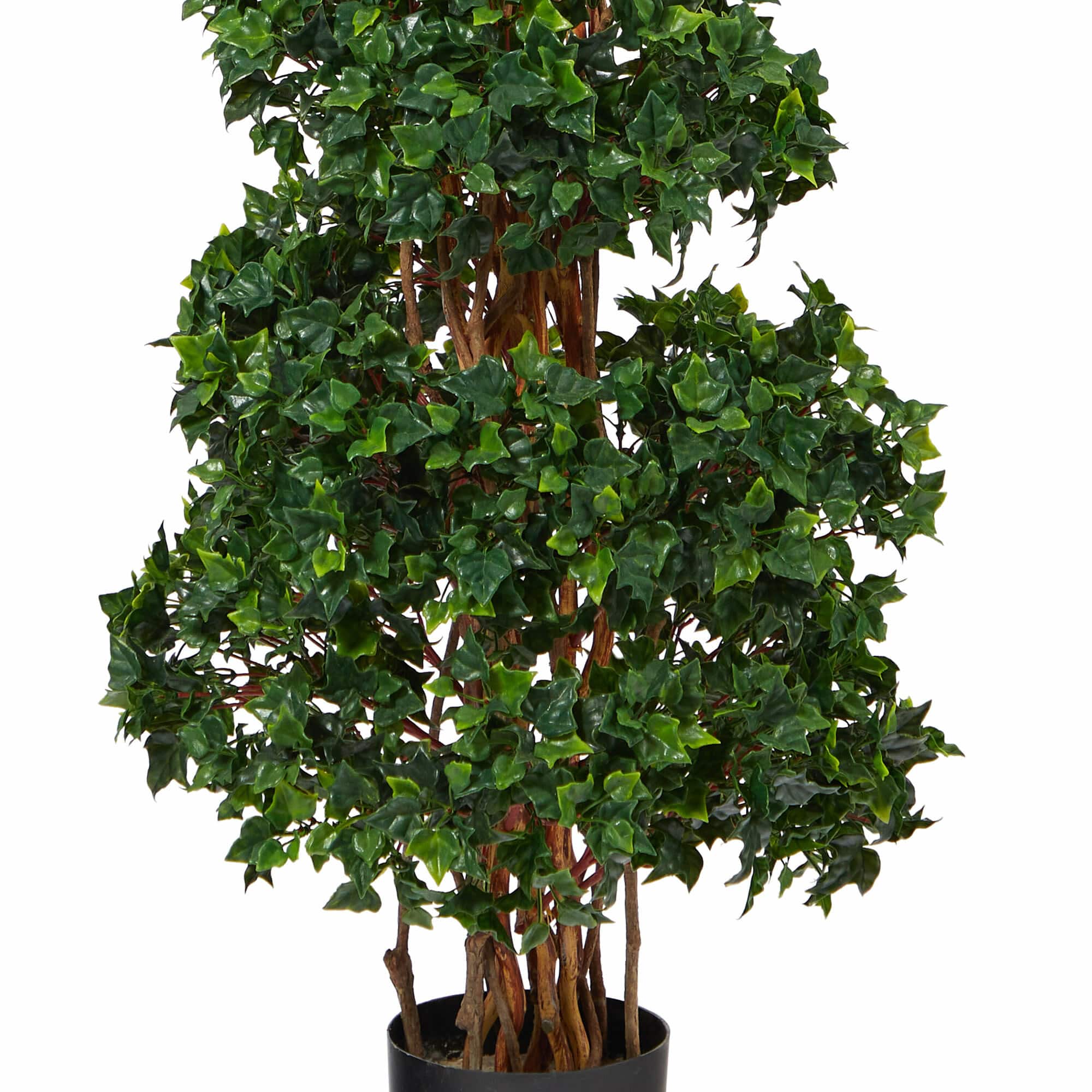 5.5ft. Potted English Ivy Spiral Topiary Tree