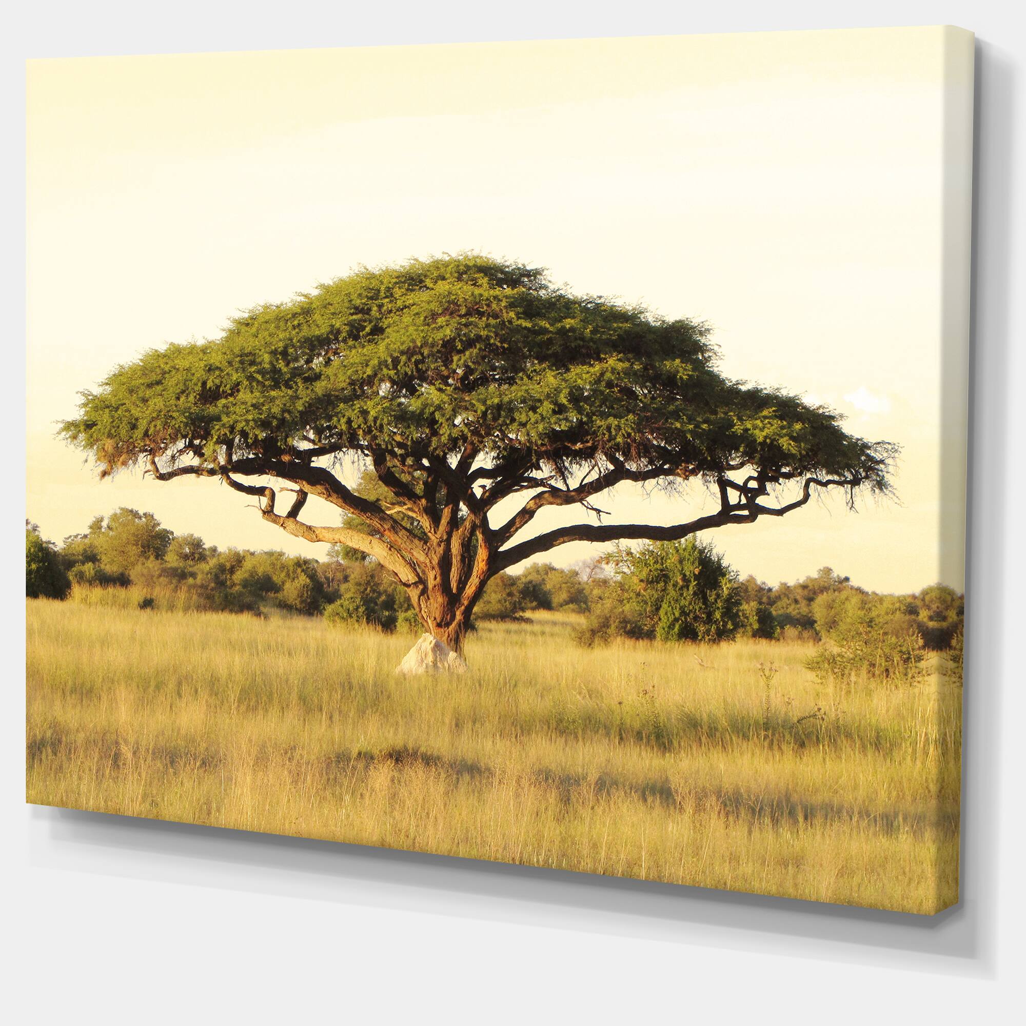Designart - Acacia Tree on African Plain - Oversized African Landscape Canvas Art
