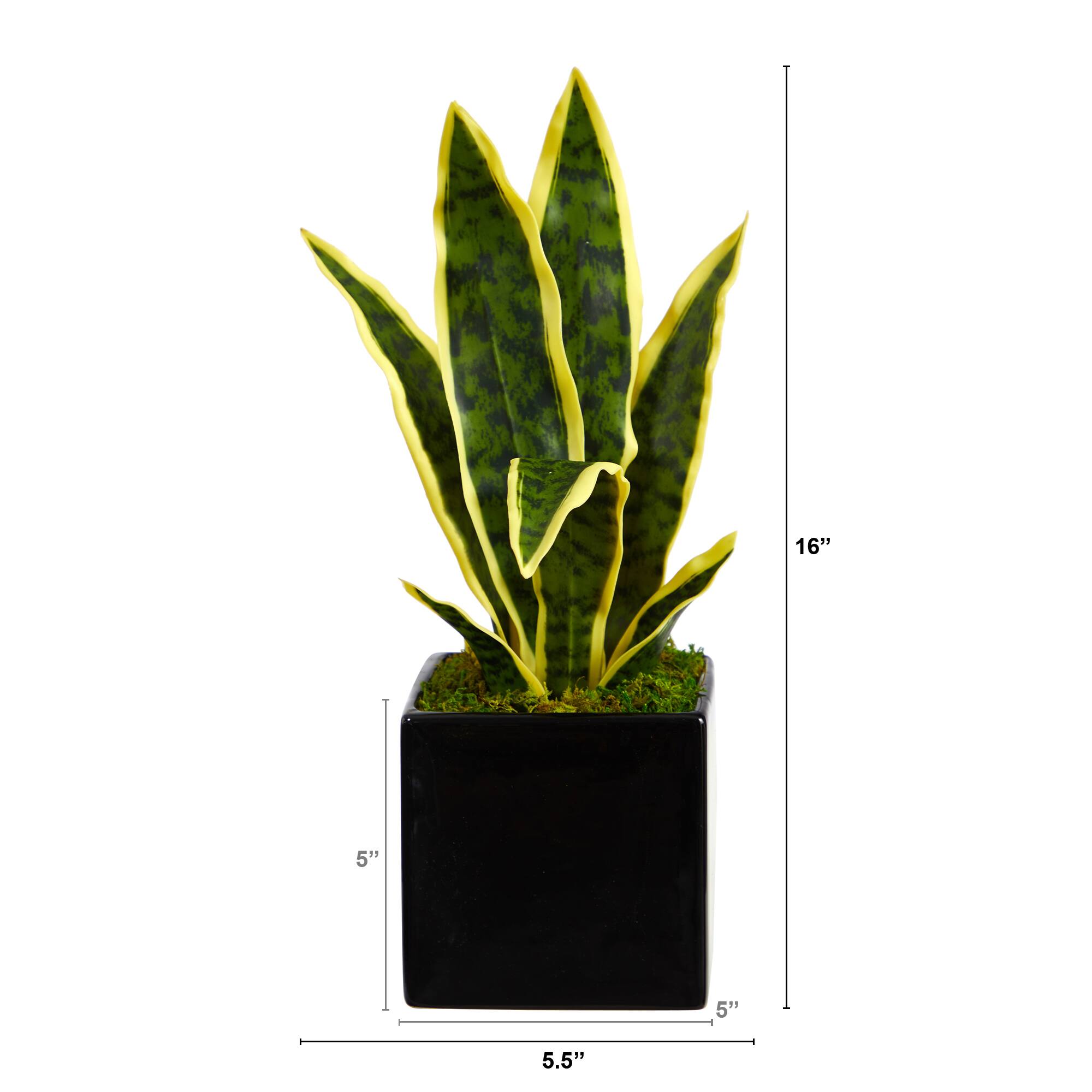 16" Snake Plant in Decorative Black Planter