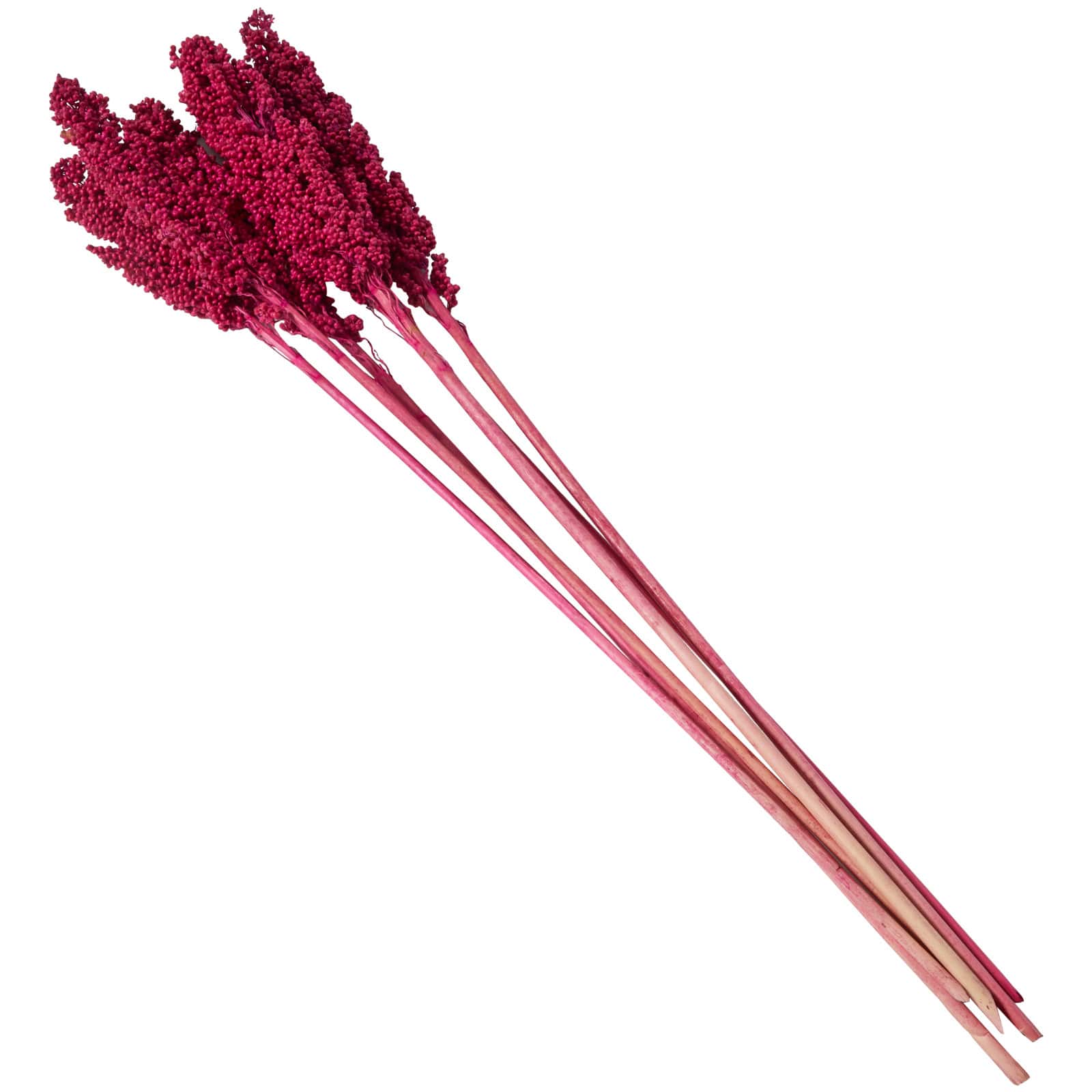 Dried Corn Maize Natural Foliage with Long Stems