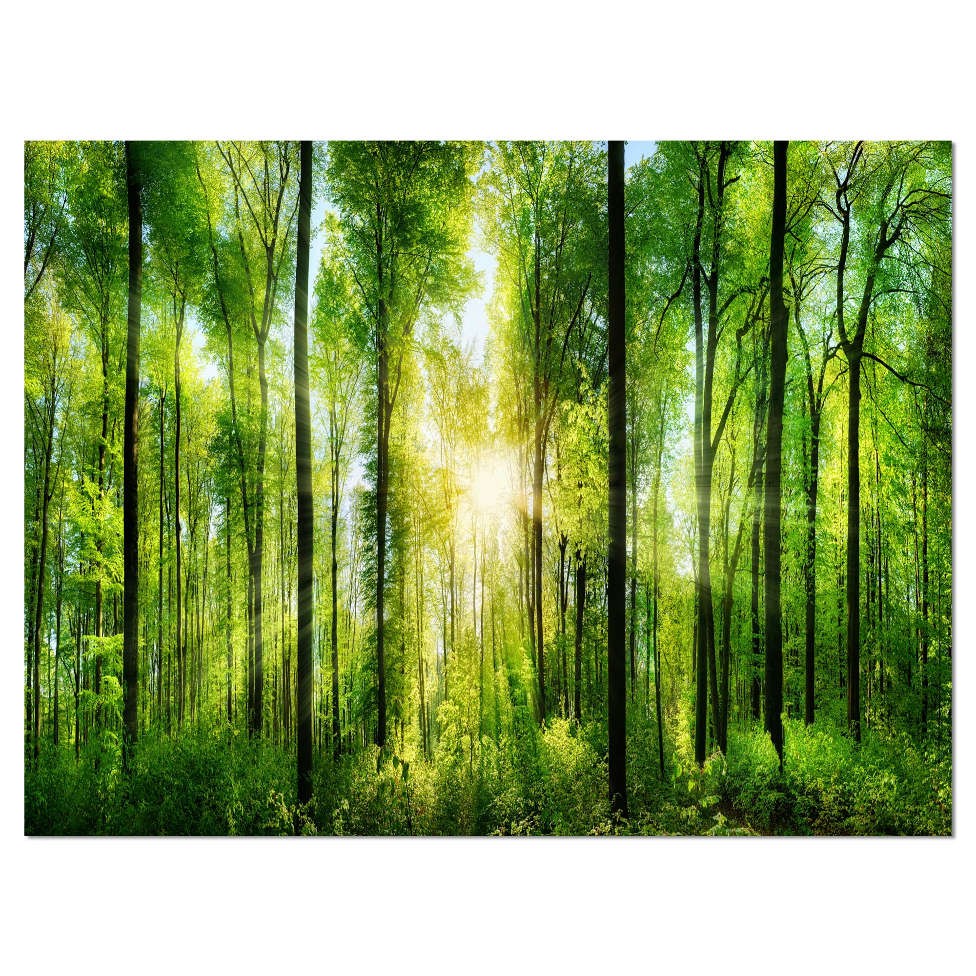 Designart Forest with Rays of Sun Panorama Landscape Art Print