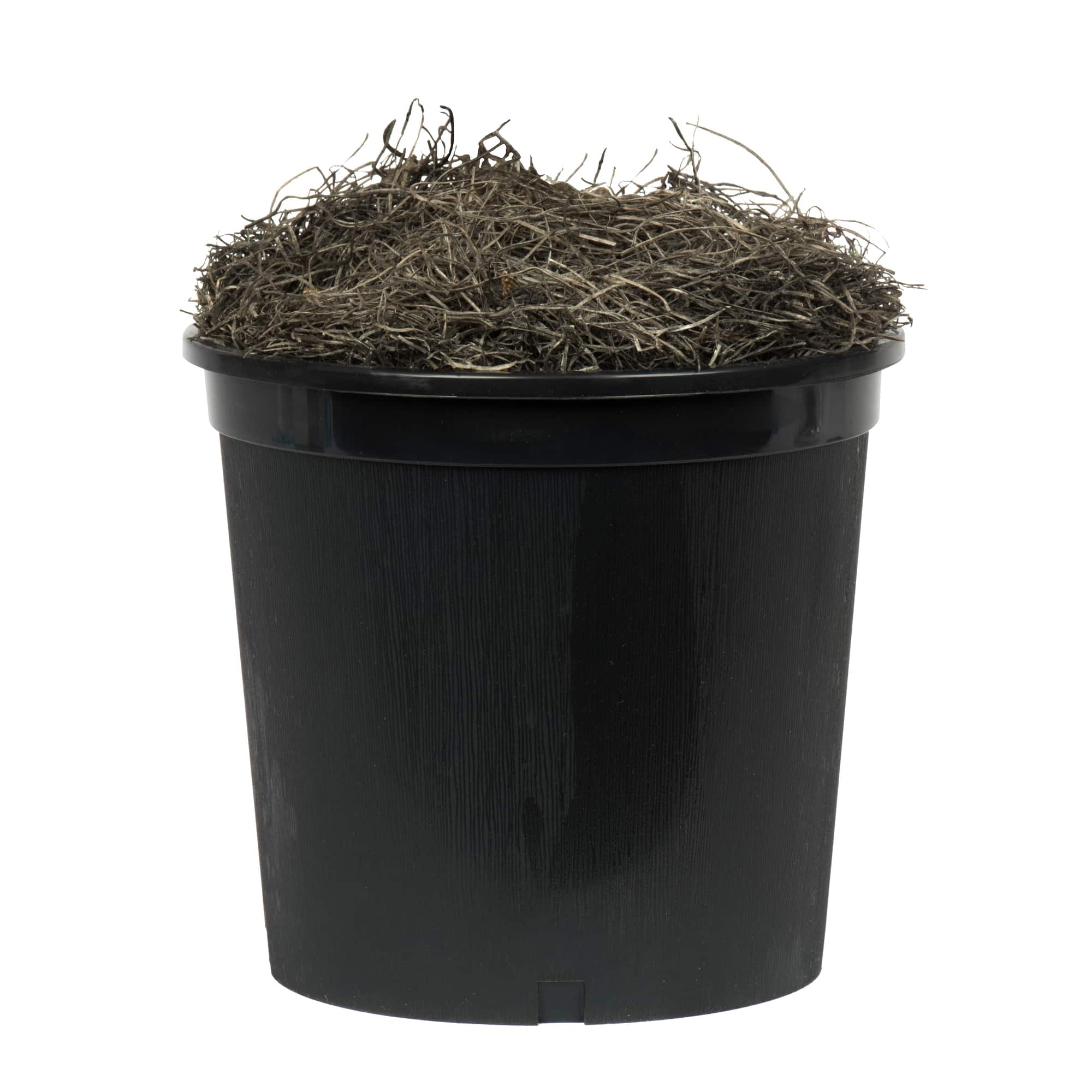 4ft. Artificial Capensia Bush with Black Plastic Pot
