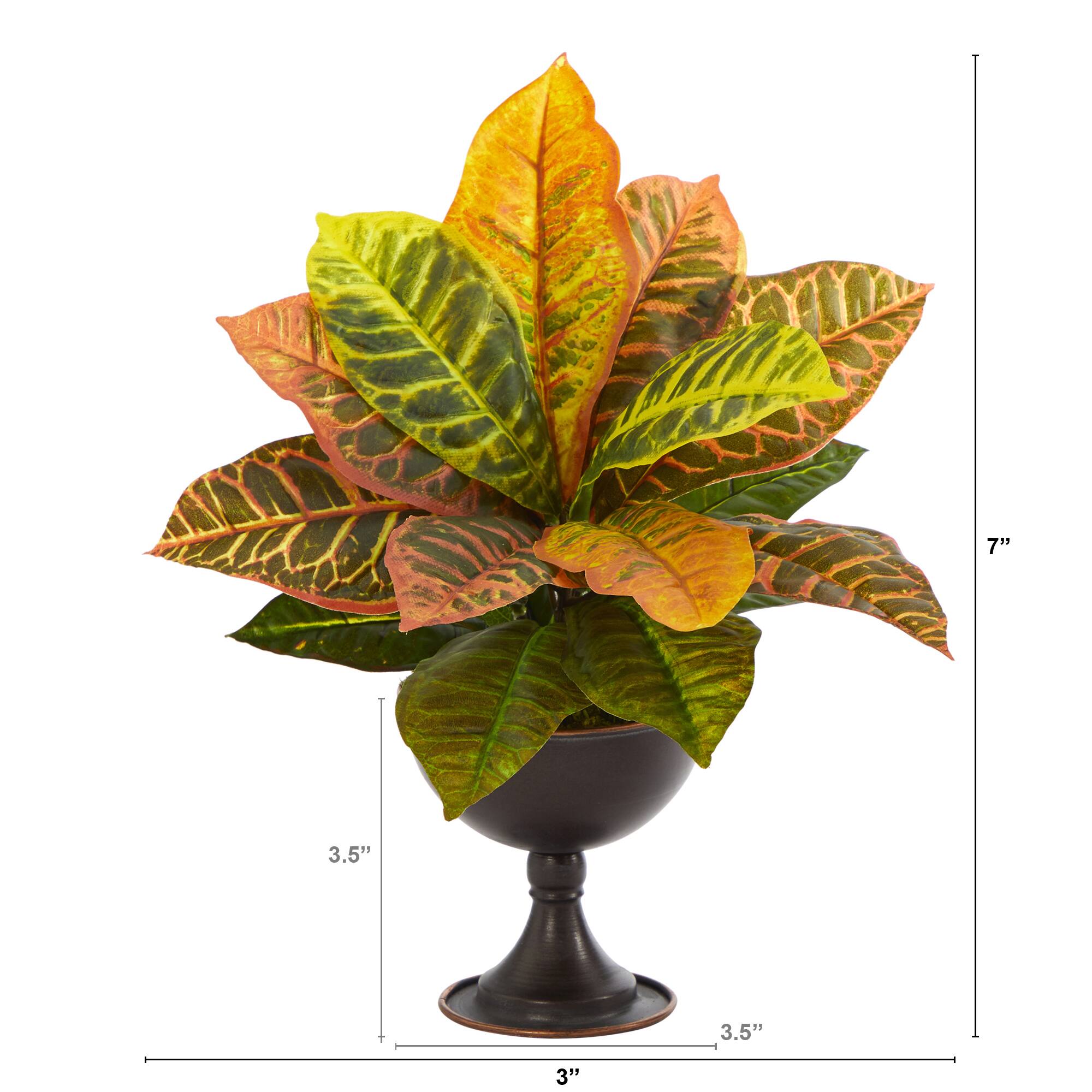 14" Garden Croton Plant in Metal Chalice