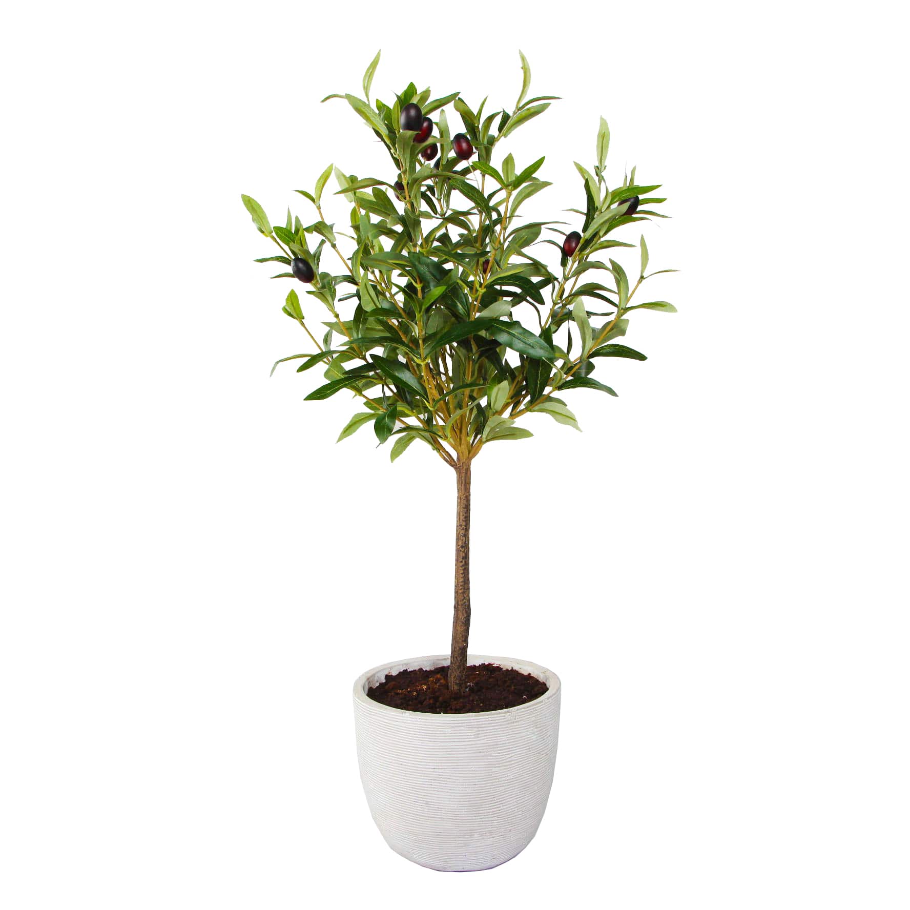 Flora Bunda&#xAE; 28&#x22; Olive Tree In 7.25&#x22; Gray Cement Pot