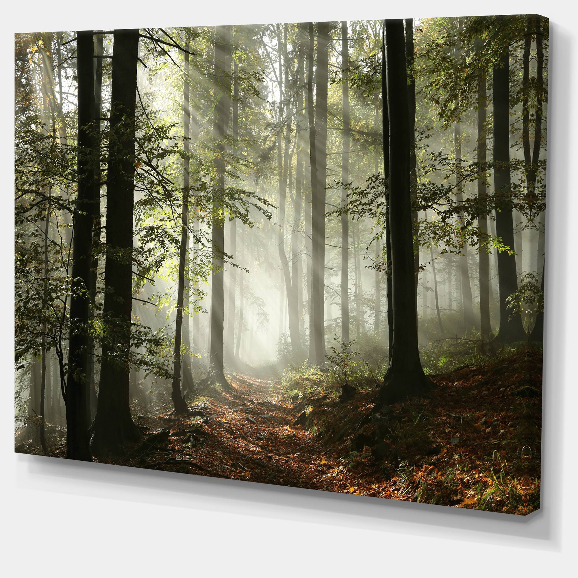 Designart - Light in Dense Fall Forest with Fog - Landscape Art Print Canvas