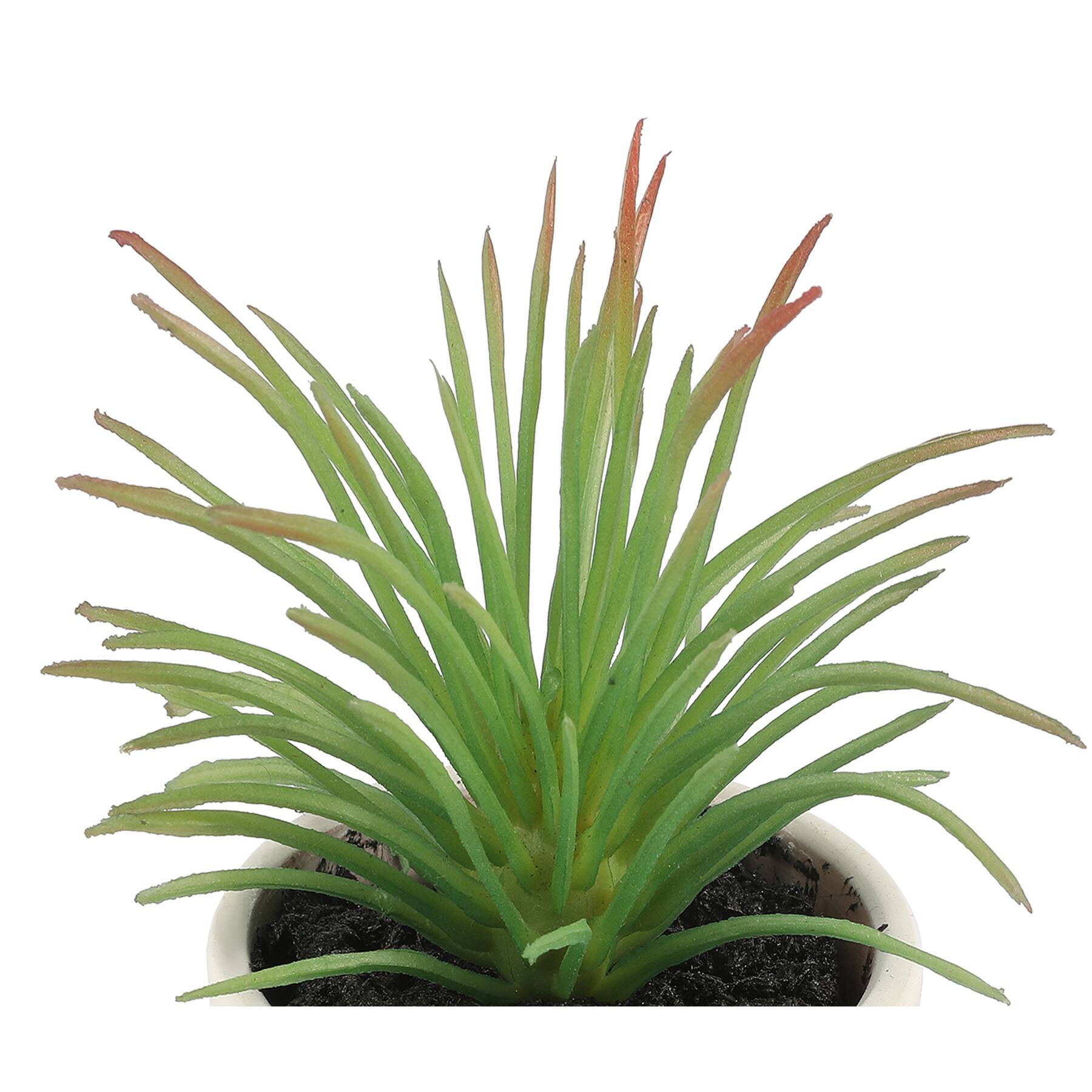 3.5&#x22; Potted Grass Succulent by Ashland&#xAE;