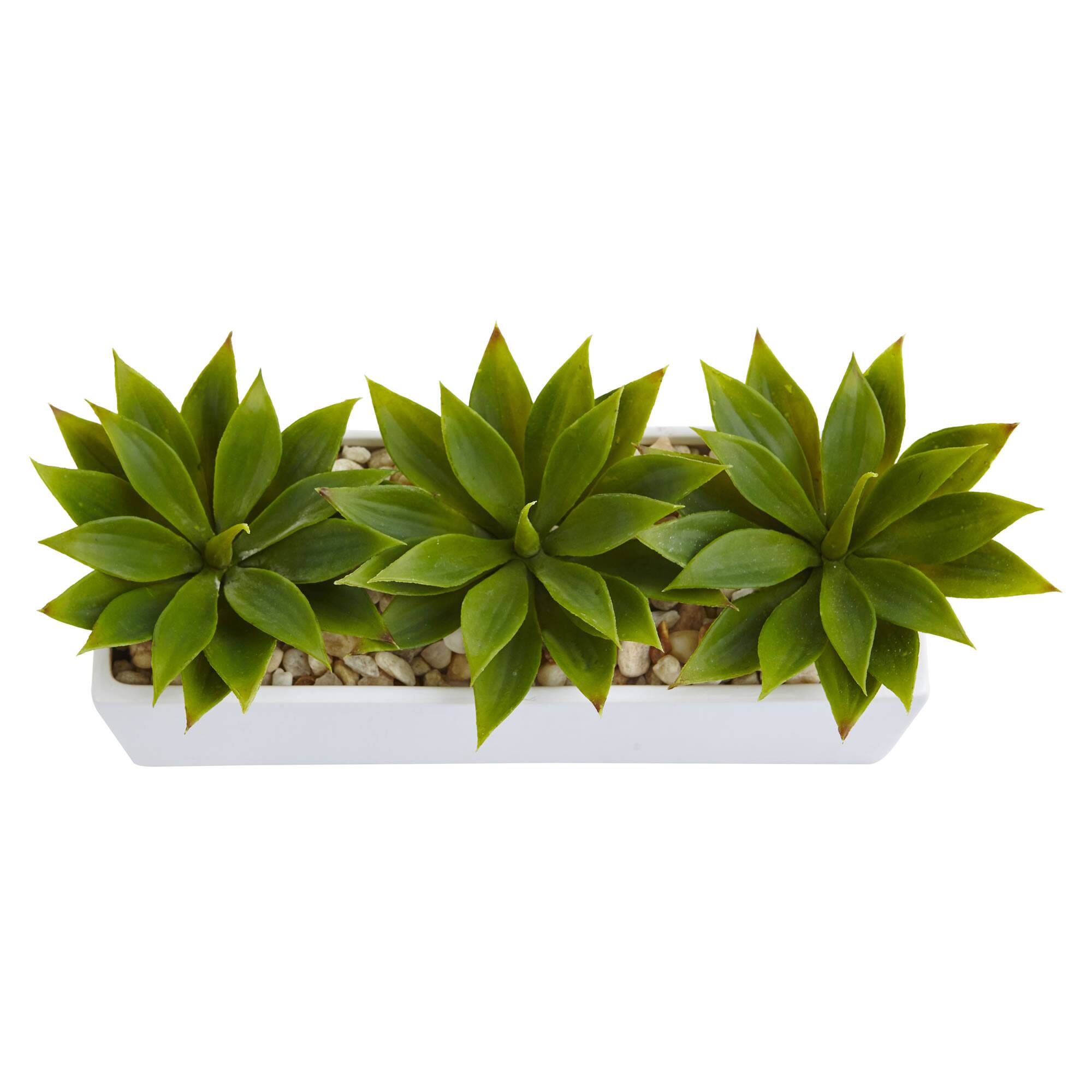 13&#x22; Agave Succulent in White Rectangular Planter