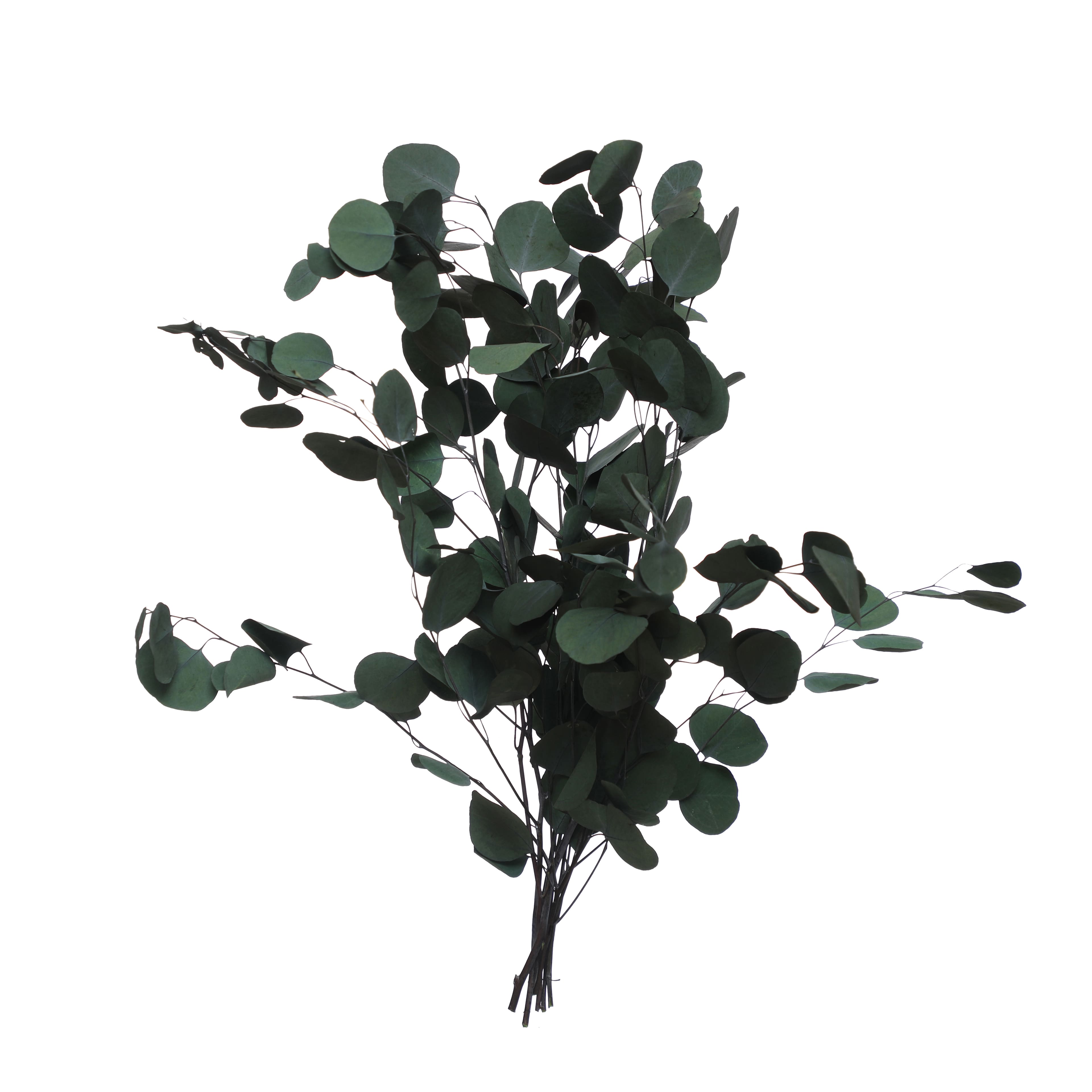 24&#x22; Dark Green Silver Dollar Eucalyptus by Ashland&#xAE;