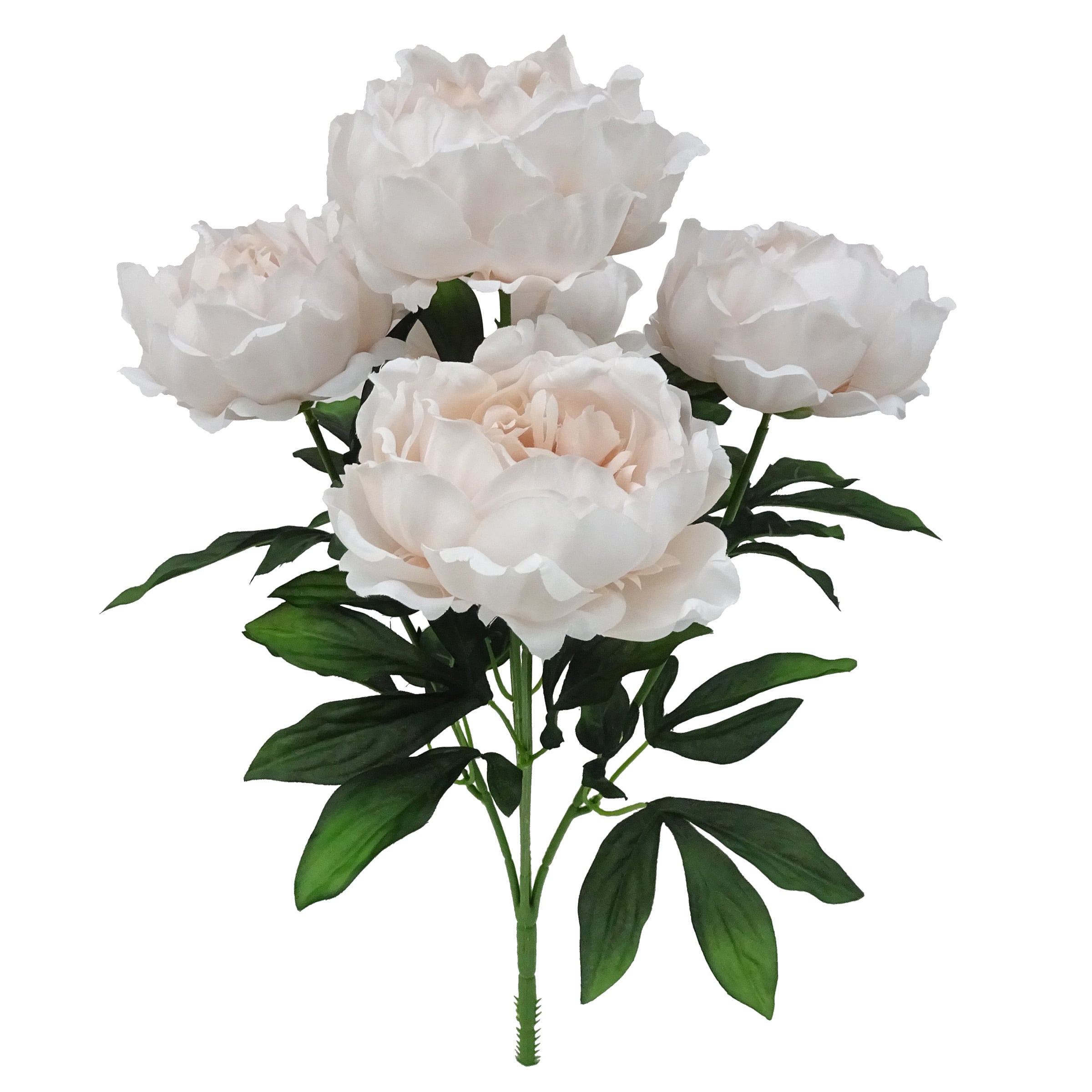 Peony☆ PAE5246.jpg?v=1698429330