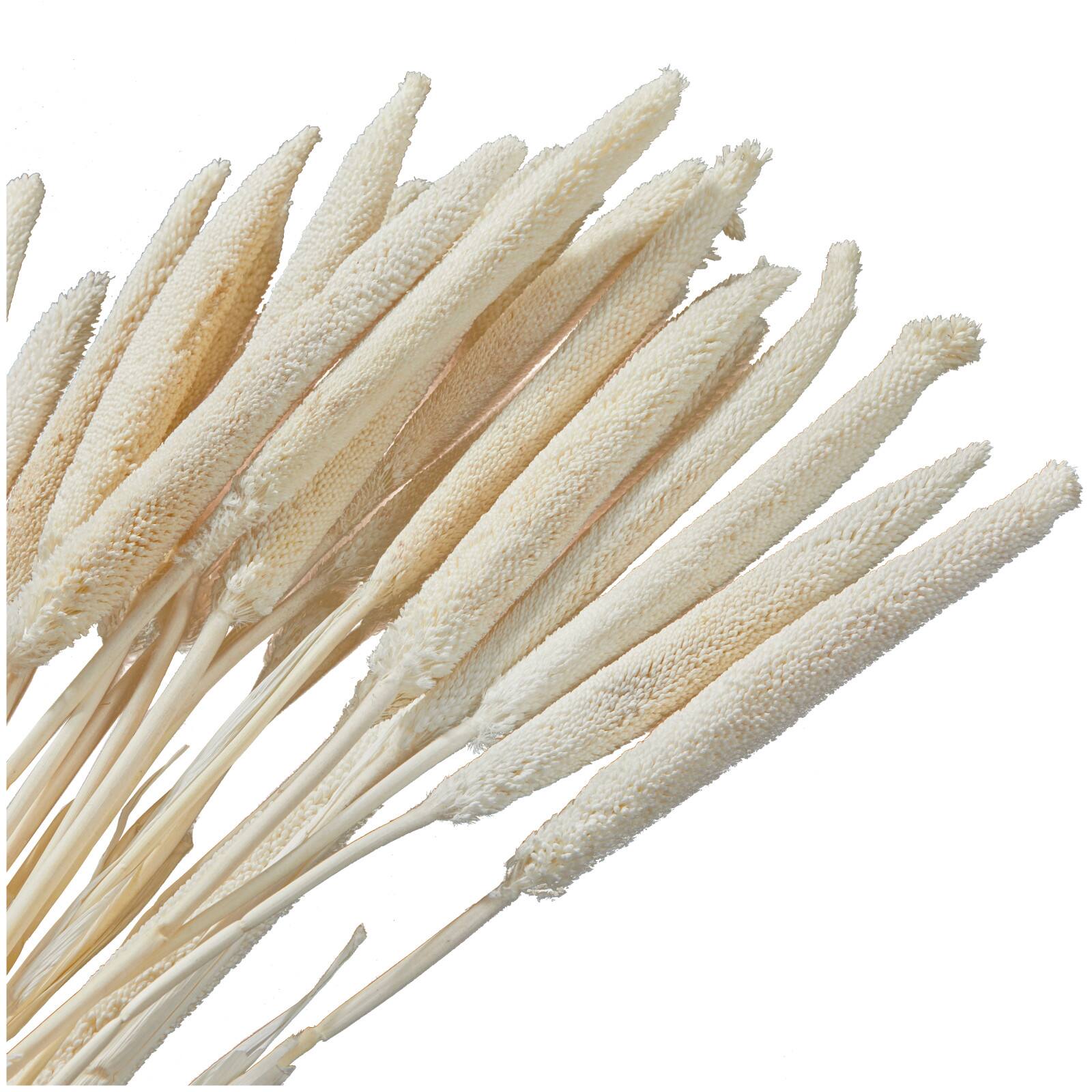 Dried Plant Bunny Tail Natural Foliage with Long Stems