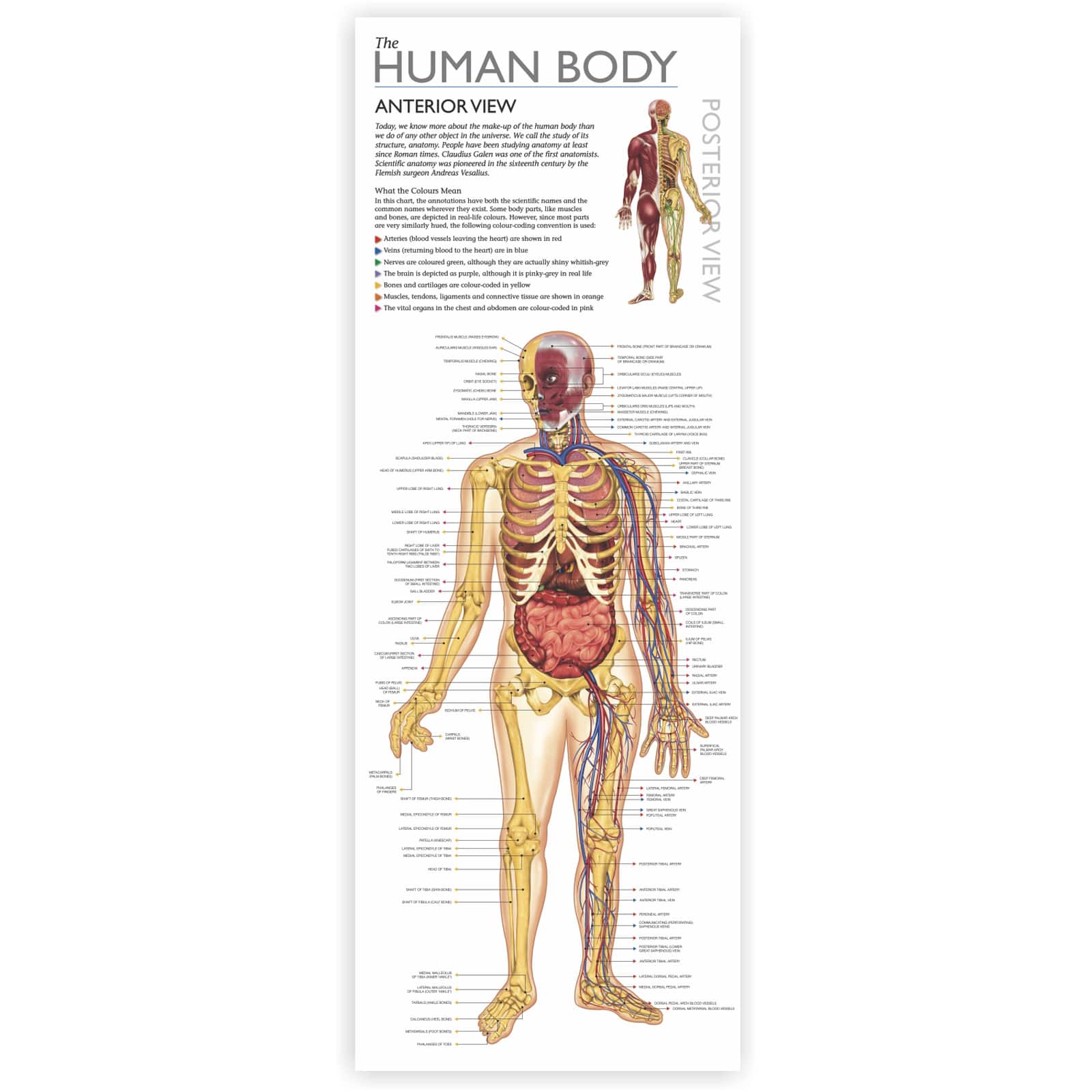 Wonders of Learning Discover the Human Body Educational Tin Set
