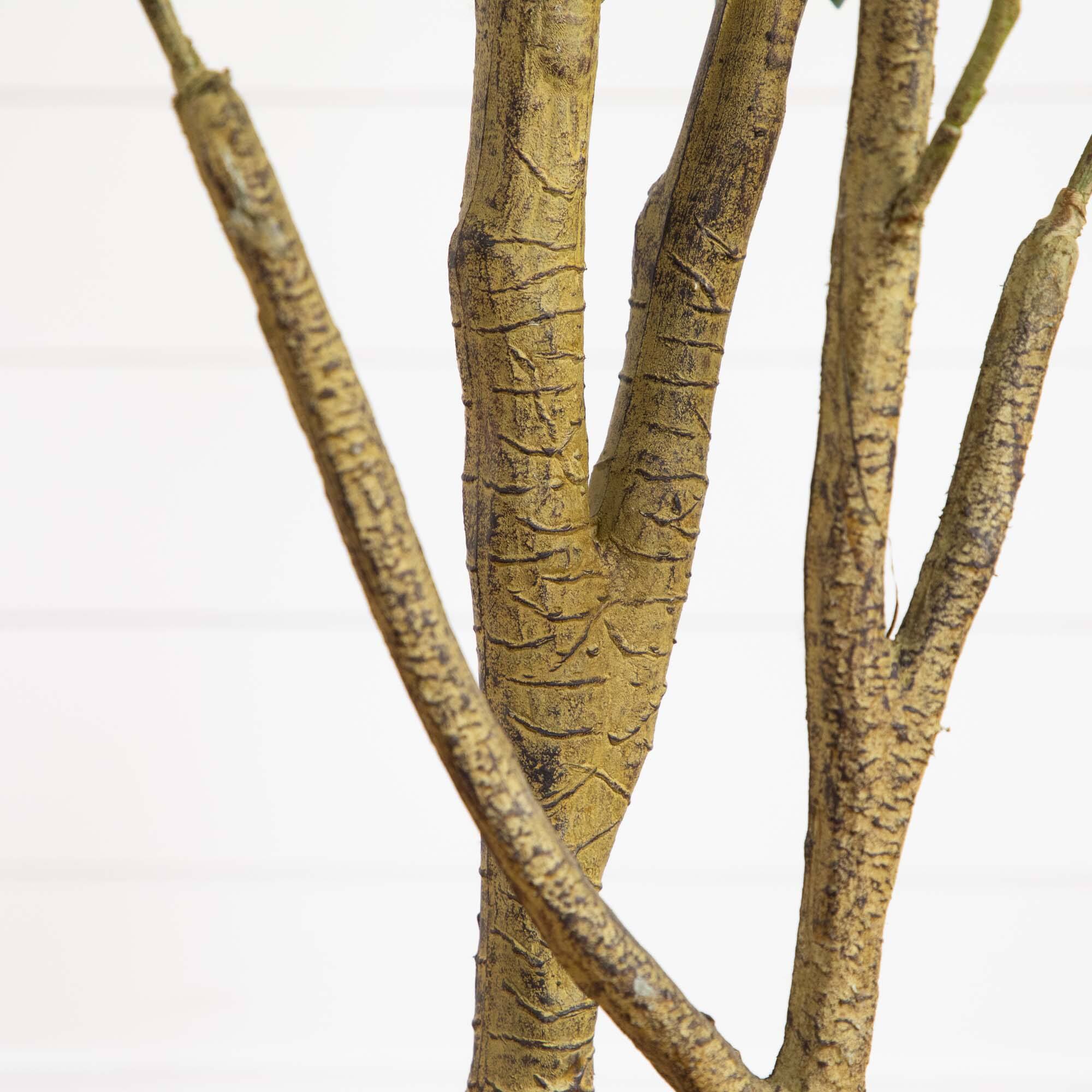 6ft. Potted Black Olive Tree