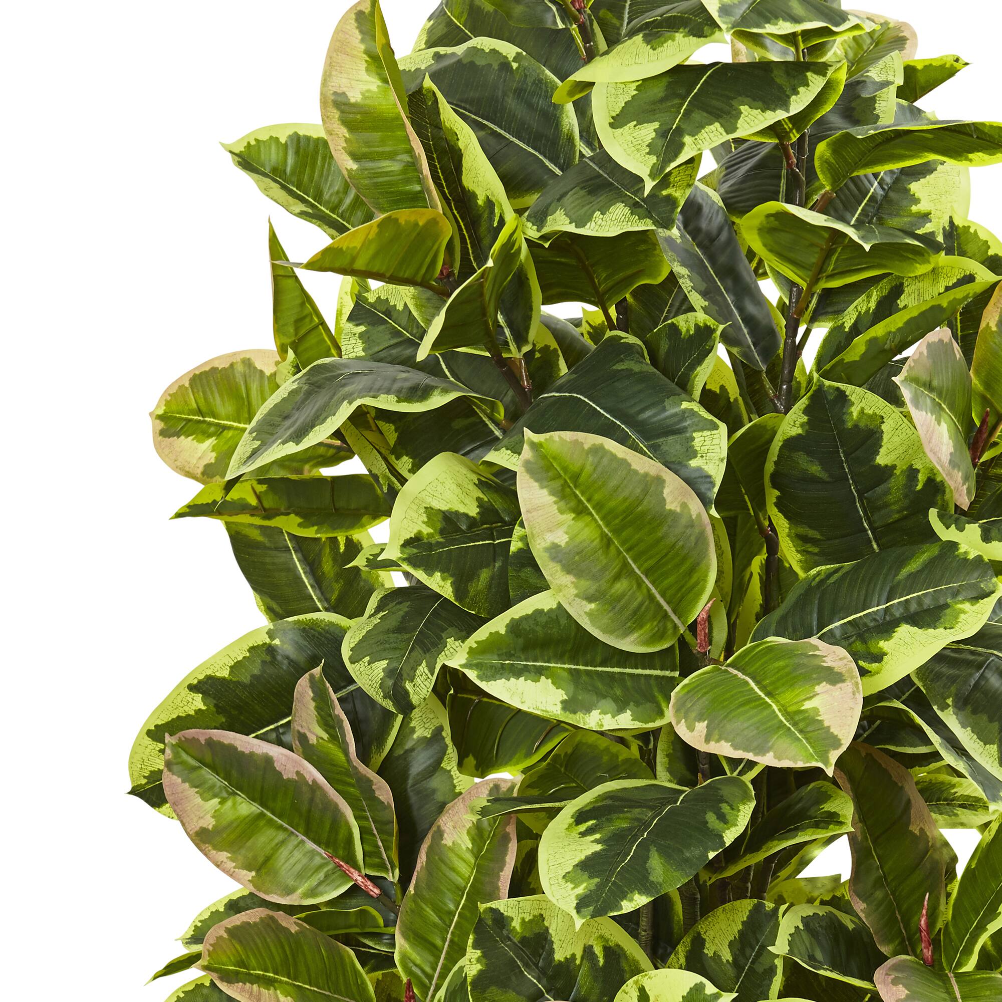 4ft. Rubber Plant in Black Wash Planter