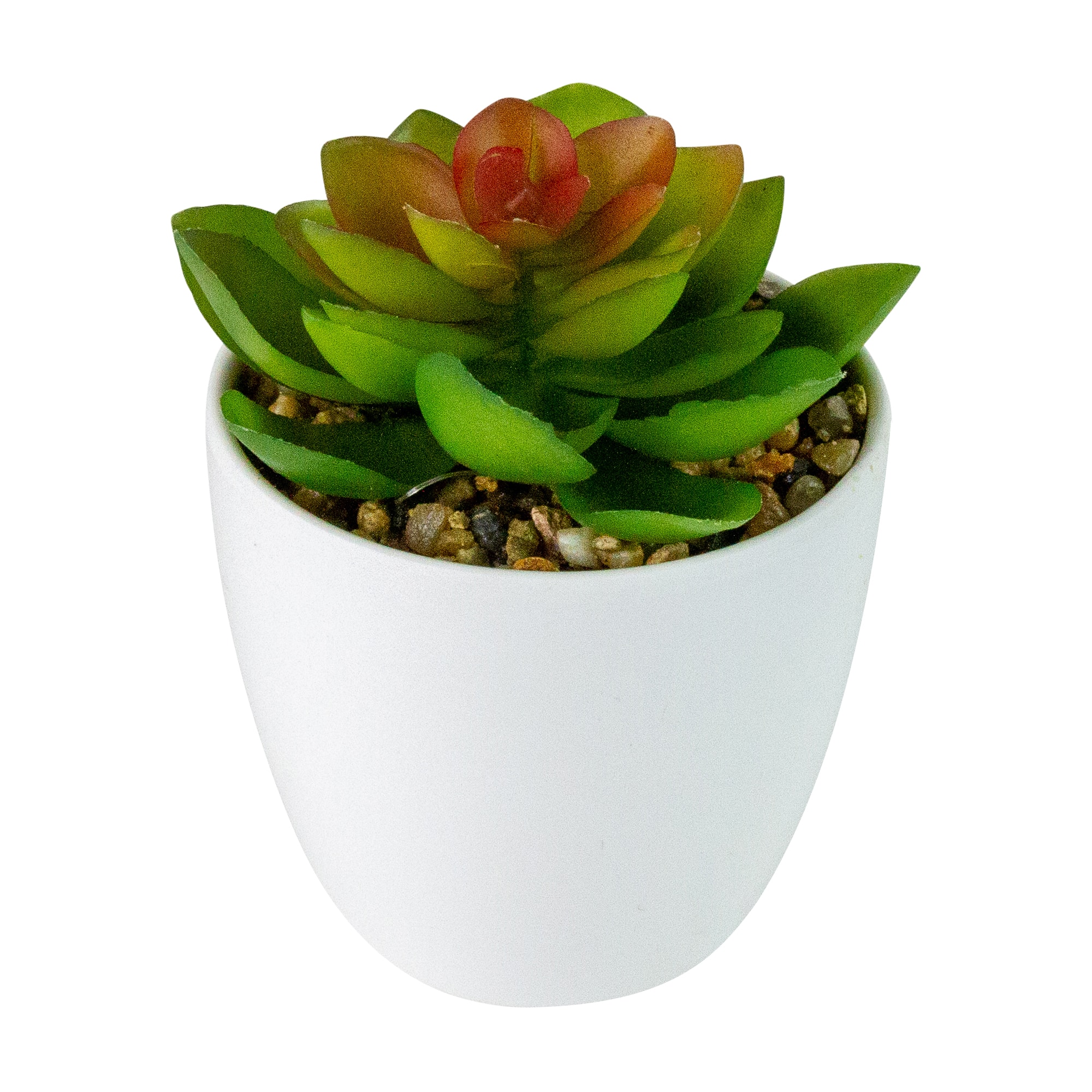 4&#x22; Green Succulent in White Pot