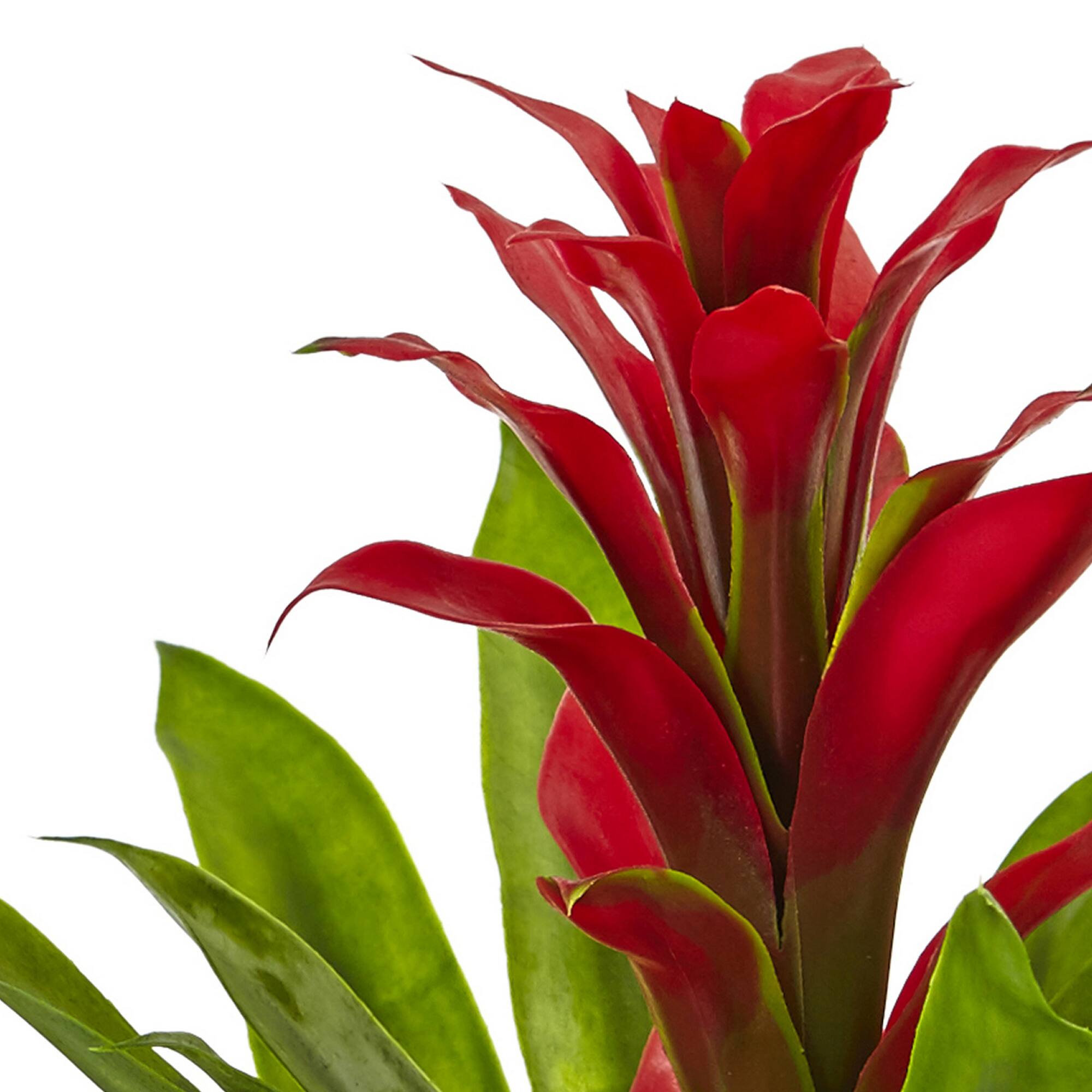 12" Red Bromeliad Arrangement in Glass Vase