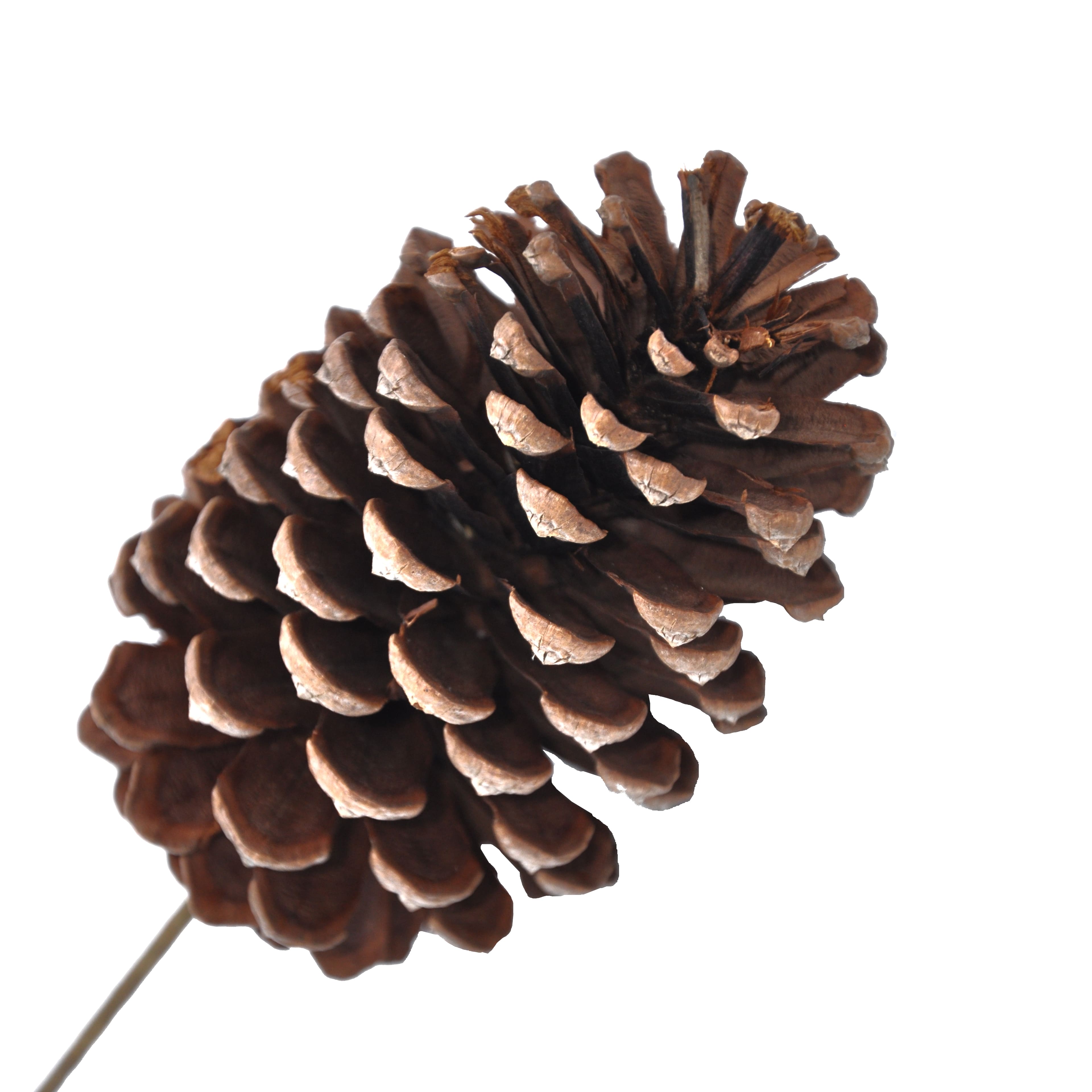 Natural Pinecone Pick by Ashland®