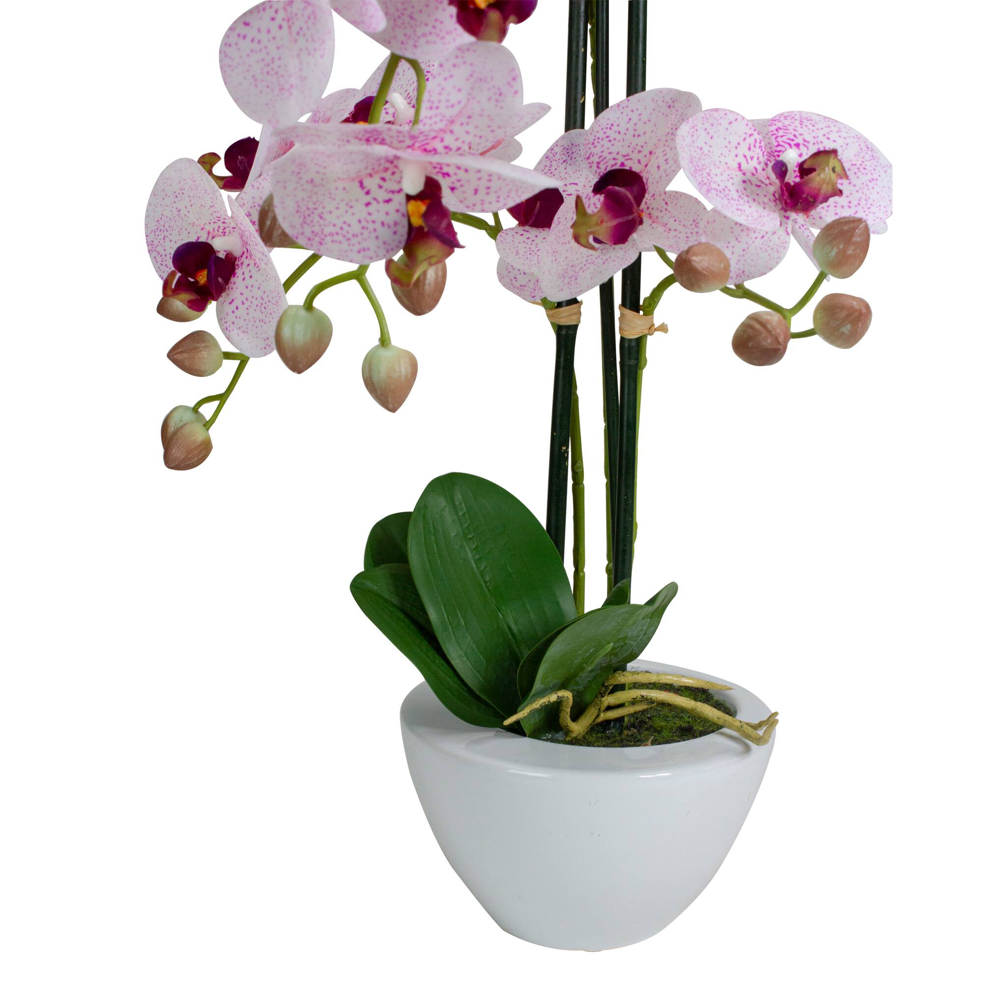 21" Pink & White Orchid Plant in White Pot