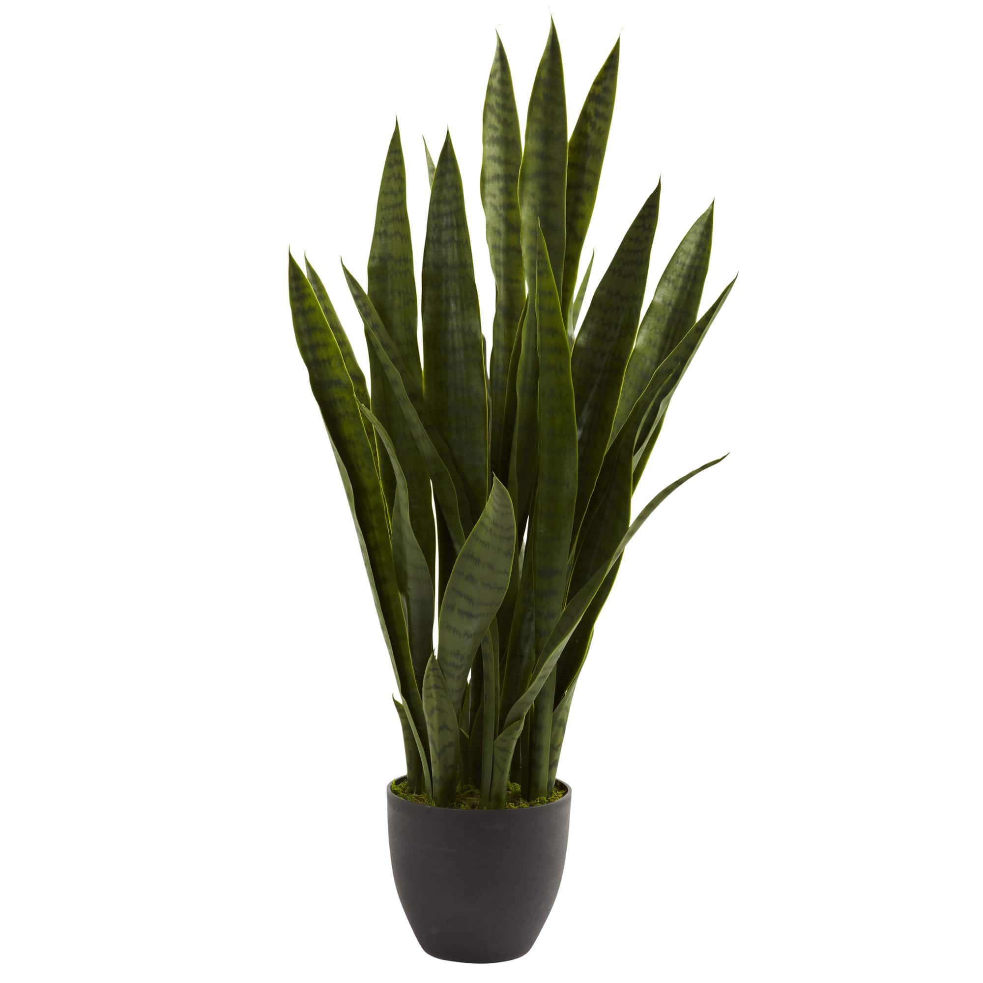 3ft. Snake Plant with Black Planter