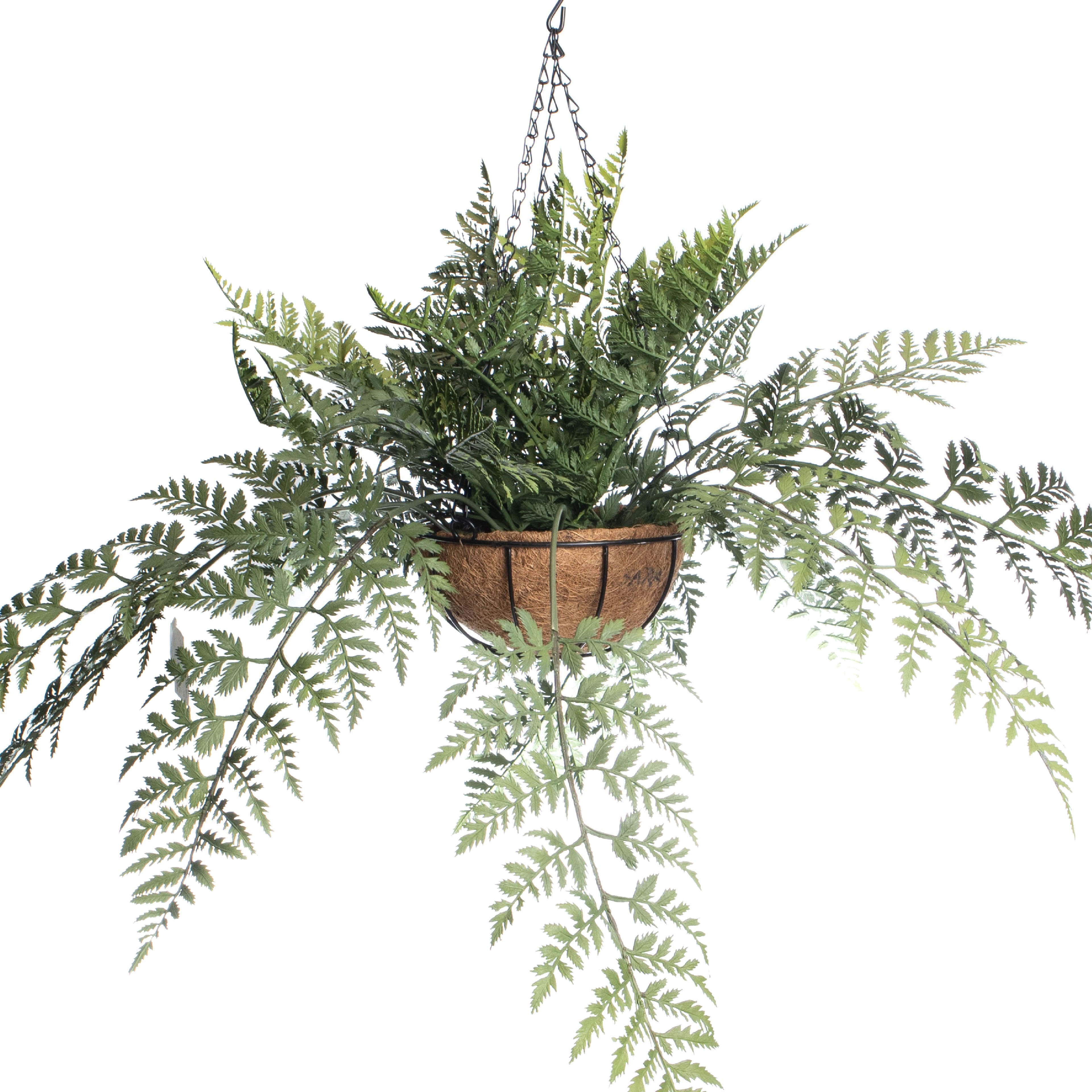 2ft. Lace Fern in Hanging Basket by Ashland&#xAE;