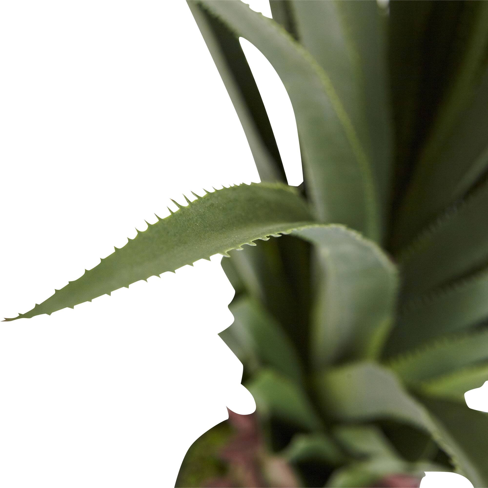 4ft. Potted Spiked Agave Plant