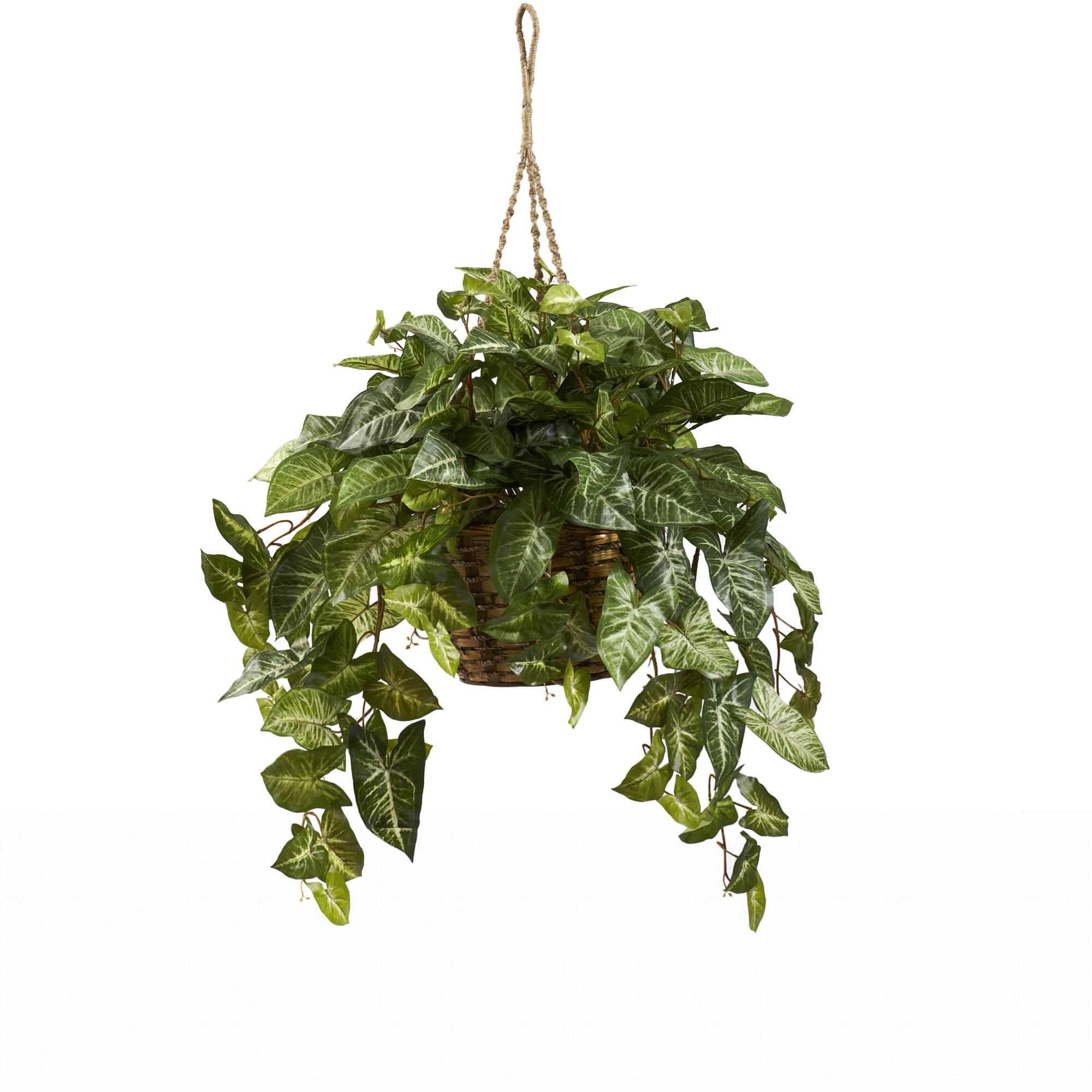 2ft. Arrowhead Plant Hanging Basket Michaels