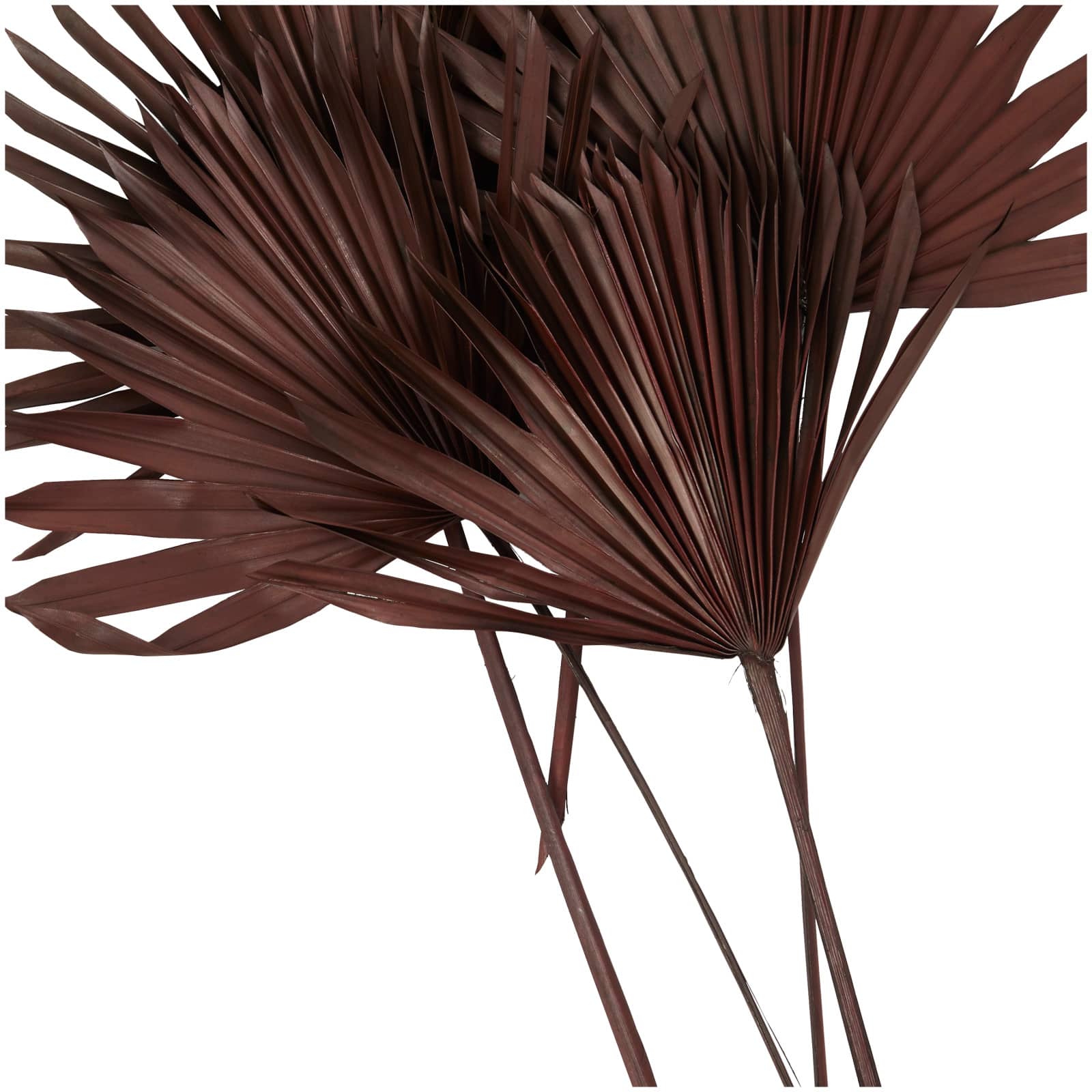 Dark Brown Sun Palm Spear Leaf Foliage Bundle