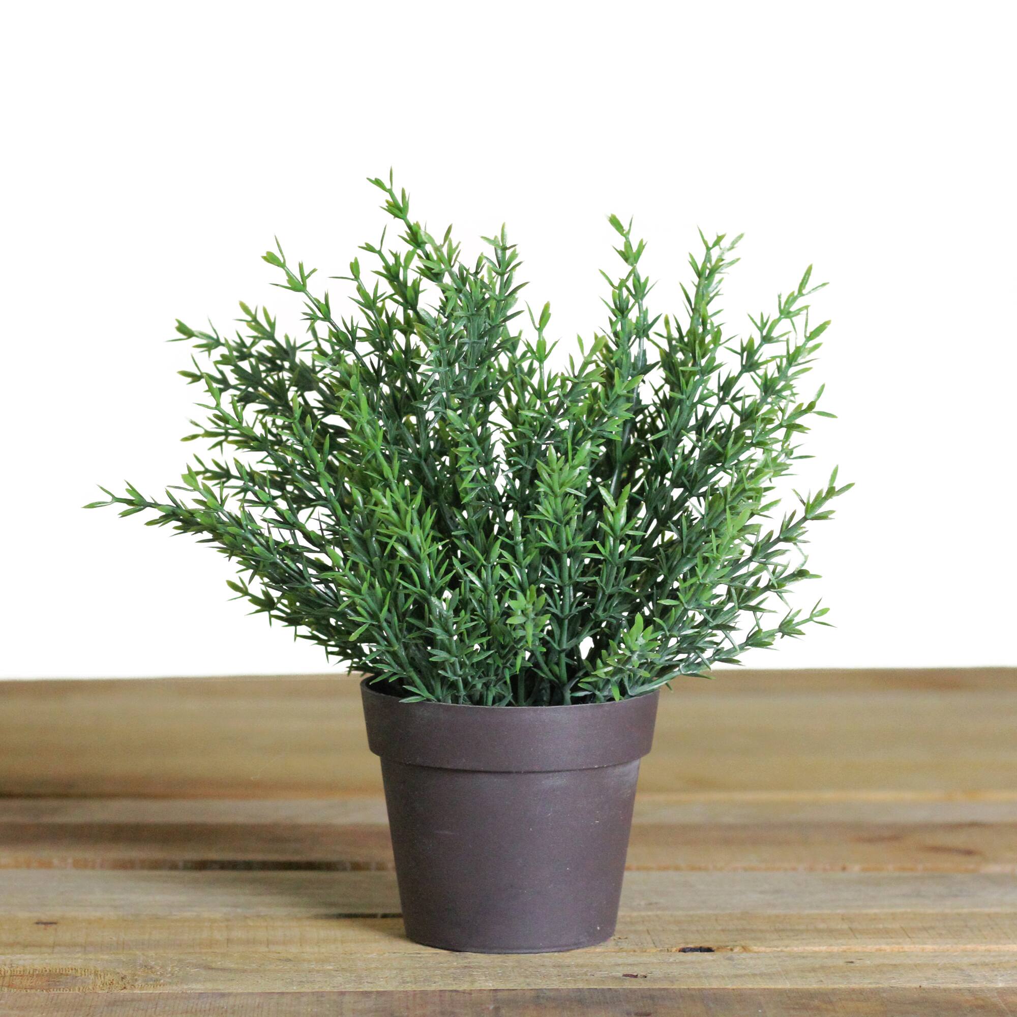9.5" Forever Green Grass Plant in Brown Pot