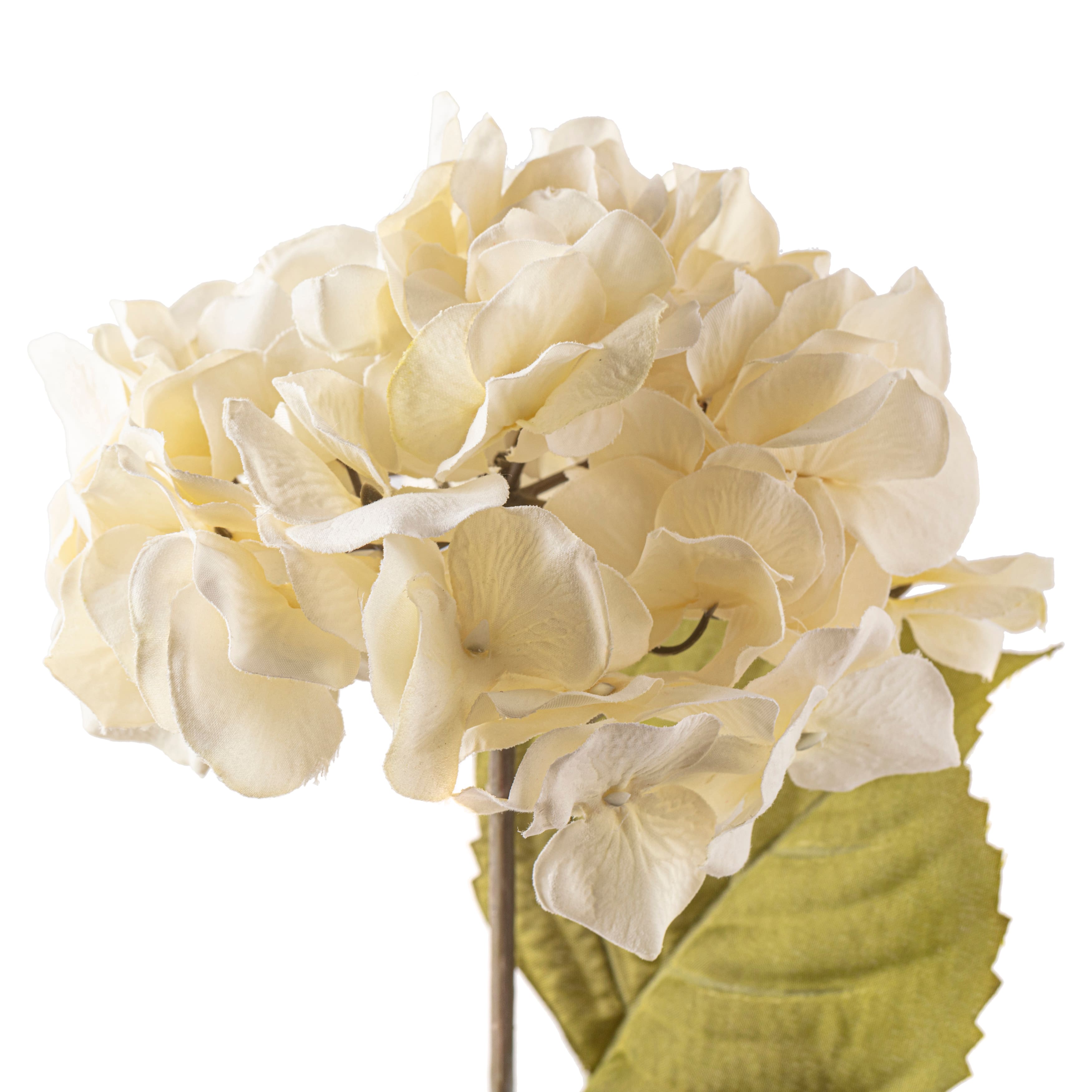 12 Pack: Cream Hydrangea Steam by Ashland®