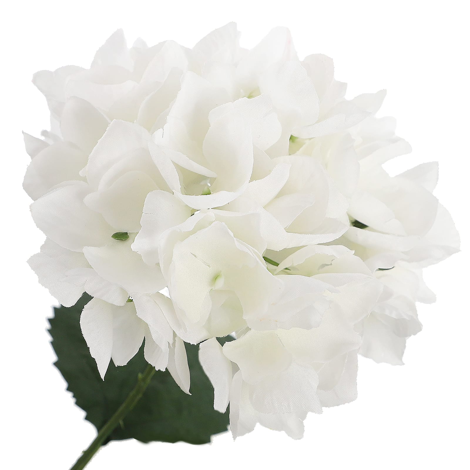 Ashland White Hydrangea Bush - each