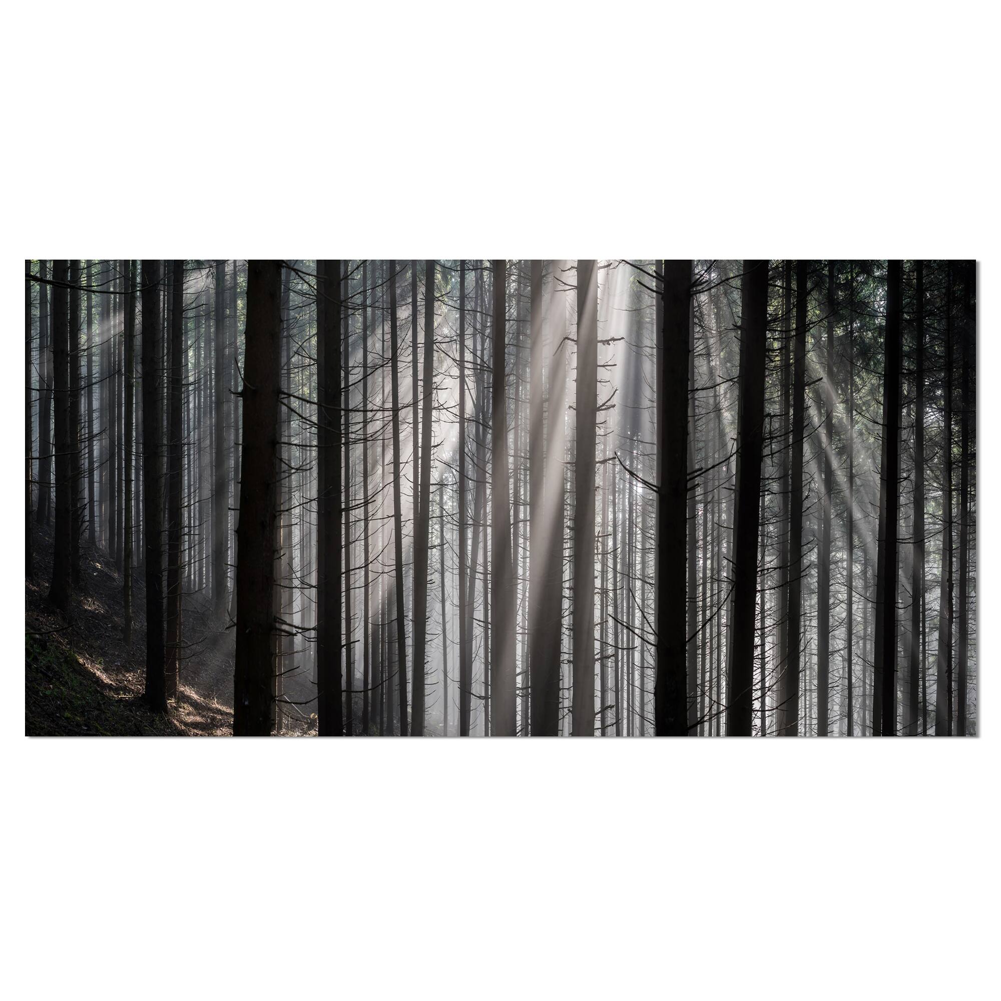 Designart - Sunbeams Peeking Through Dark Forest - Forest Canvas Art Print