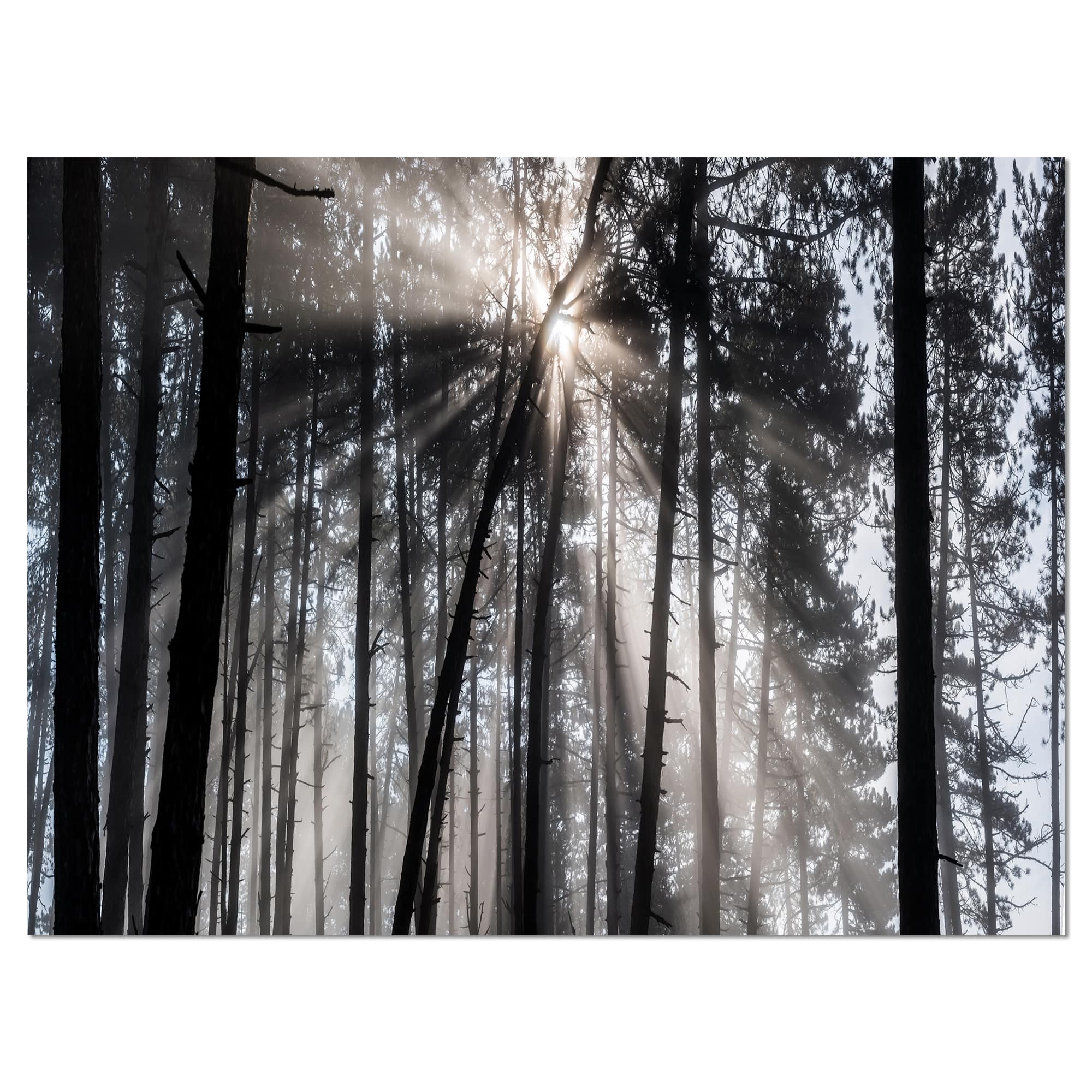 Designart - Sunbeams through Black White Forest - Forest Canvas Wall Art Print